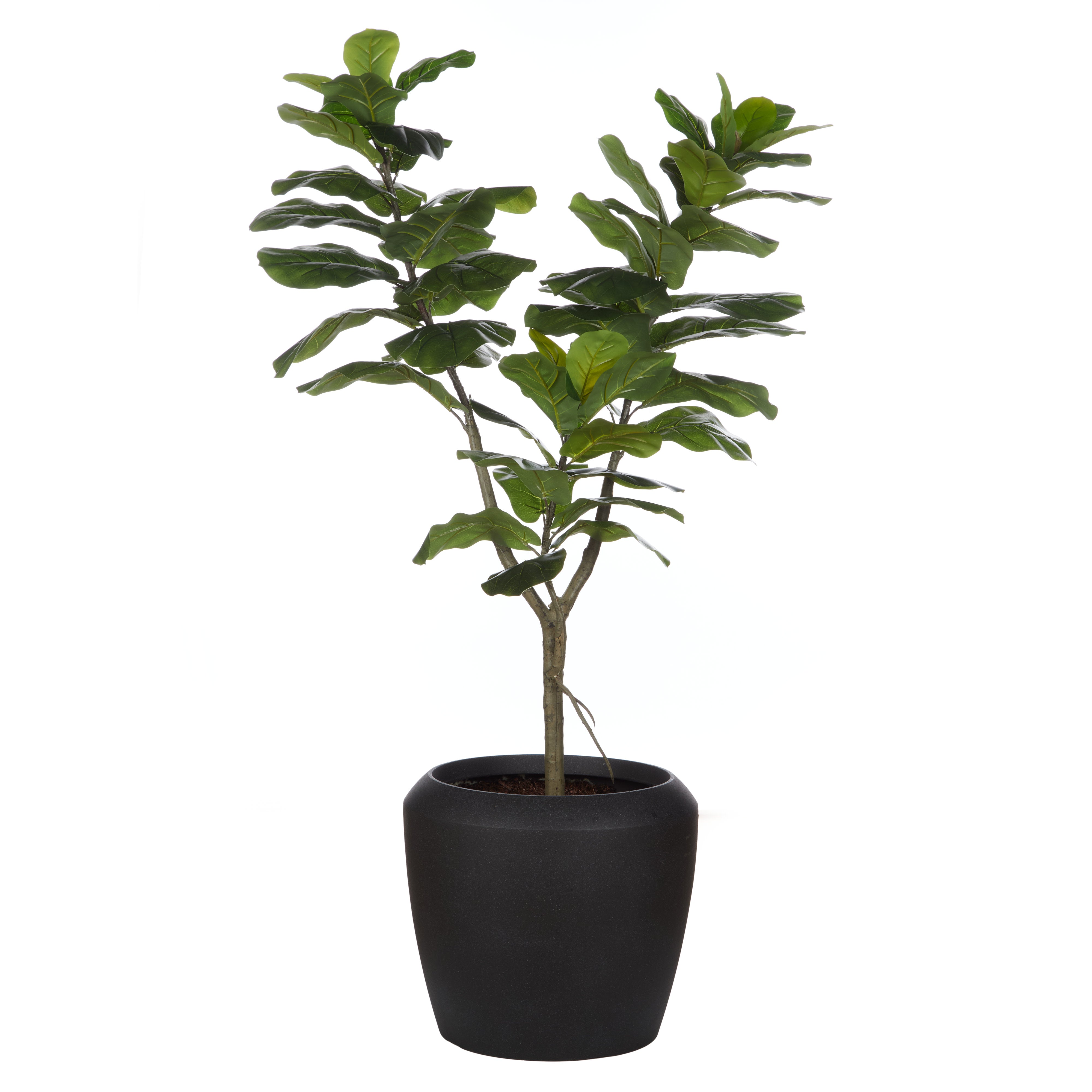 Rogue Giant Fiddle Plant - Vienna Planter 90 x 153cm