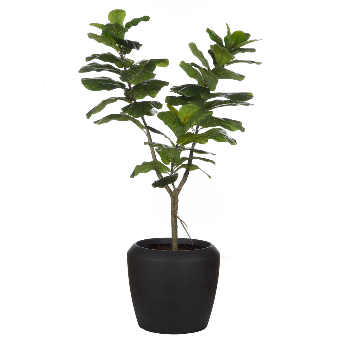 Rogue Giant Fiddle Plant - Vienna Planter 90 x 153cm
