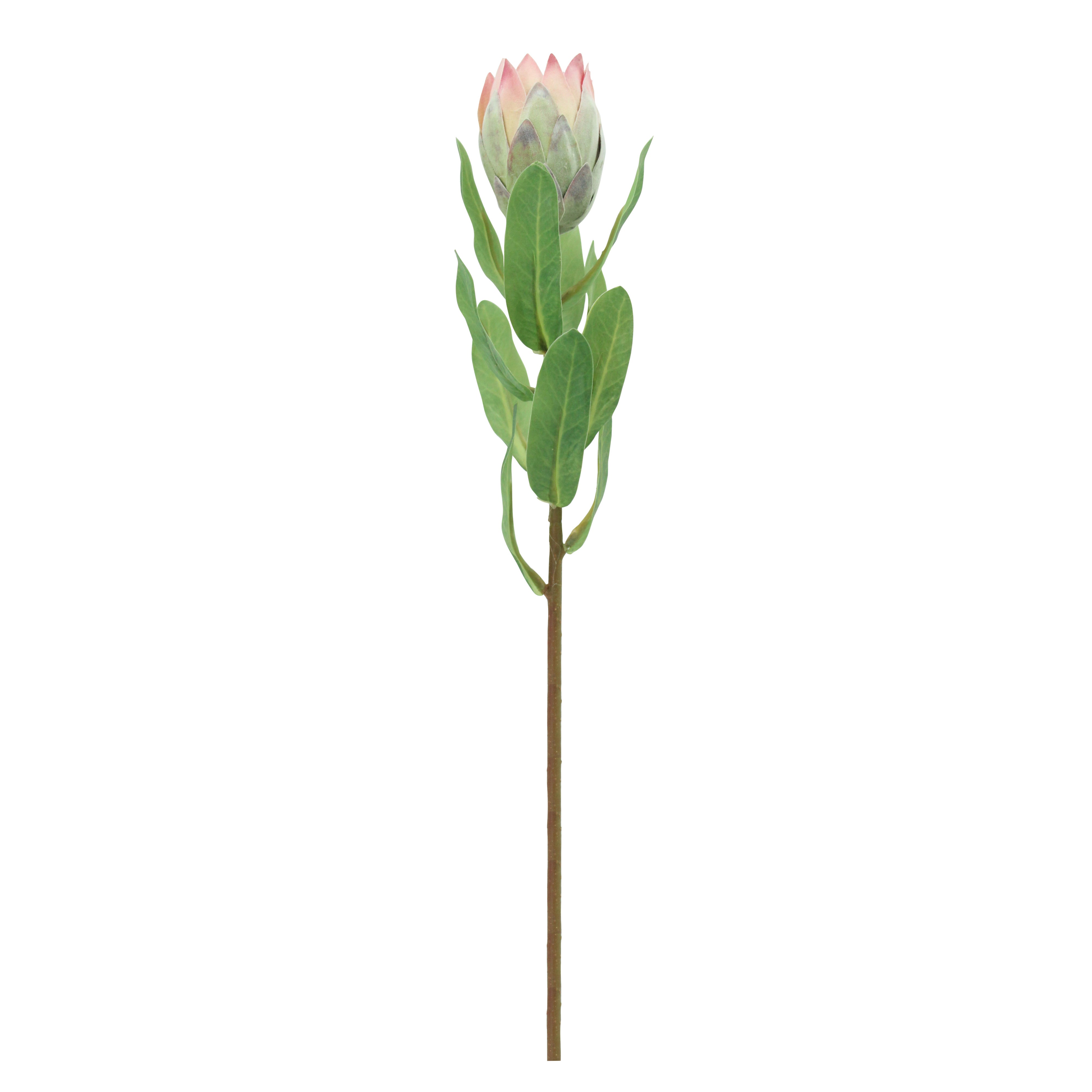 Rogue Mini Pitaya Stem