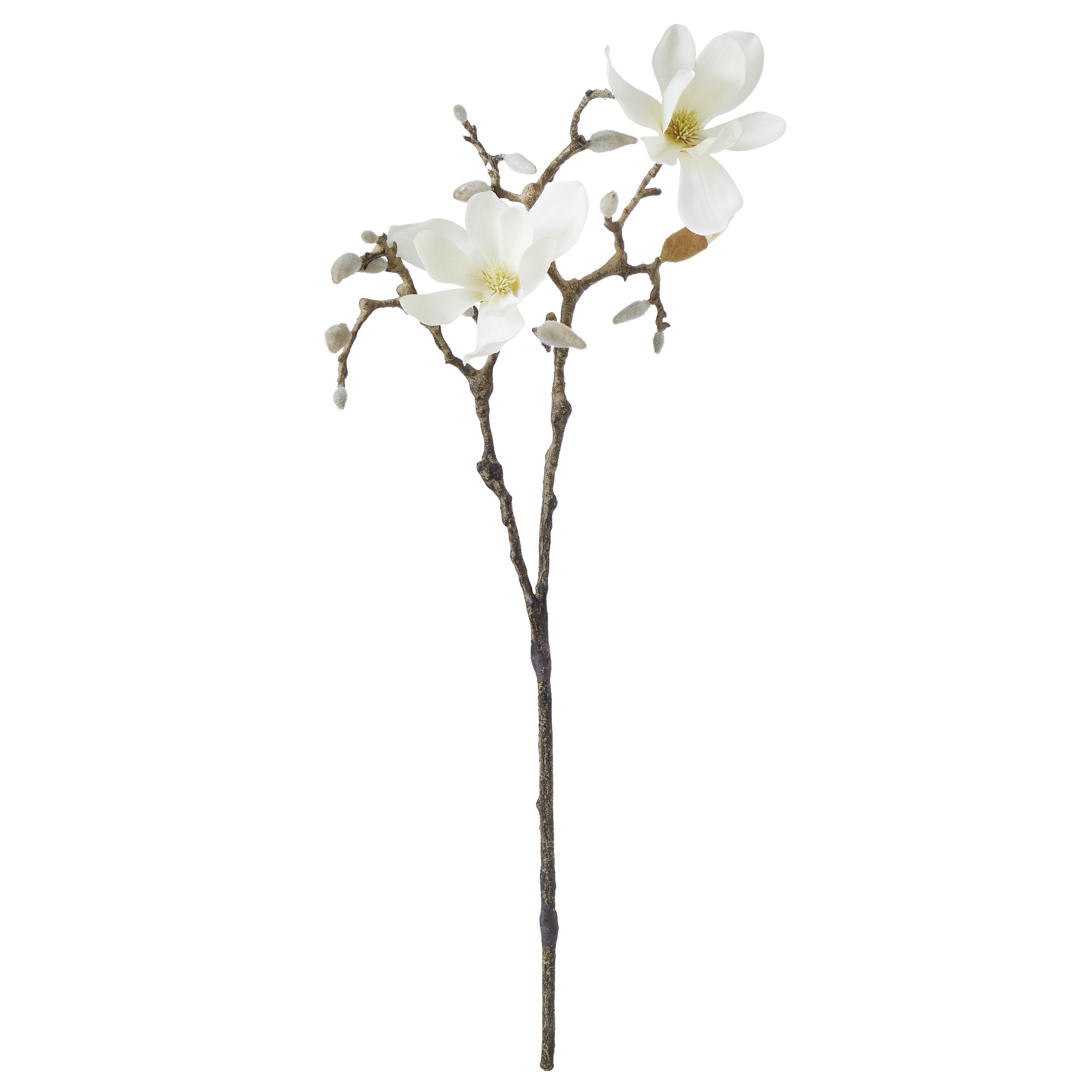 Rogue Tree Magnolia Flower