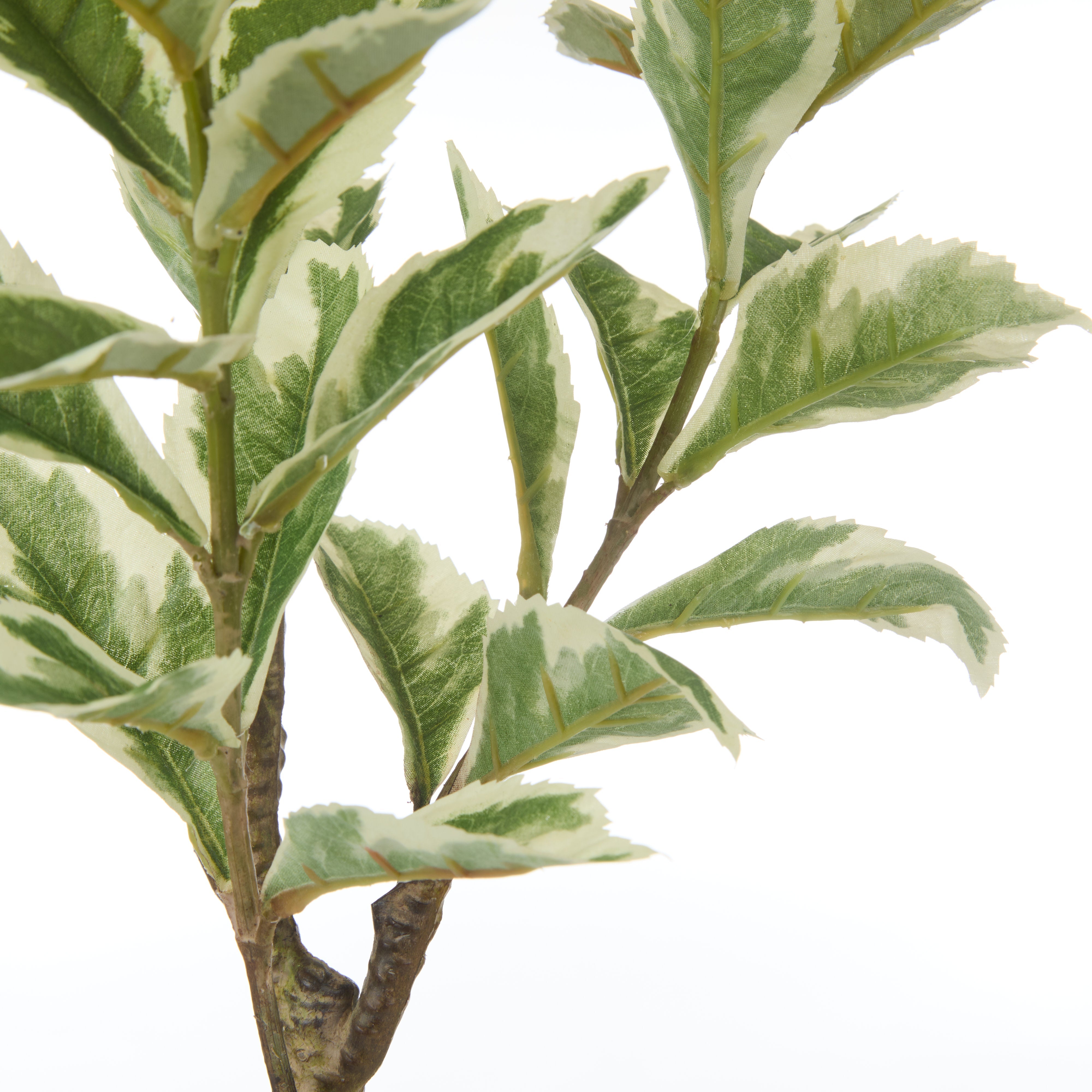 Rogue Ficus Variegated Spray