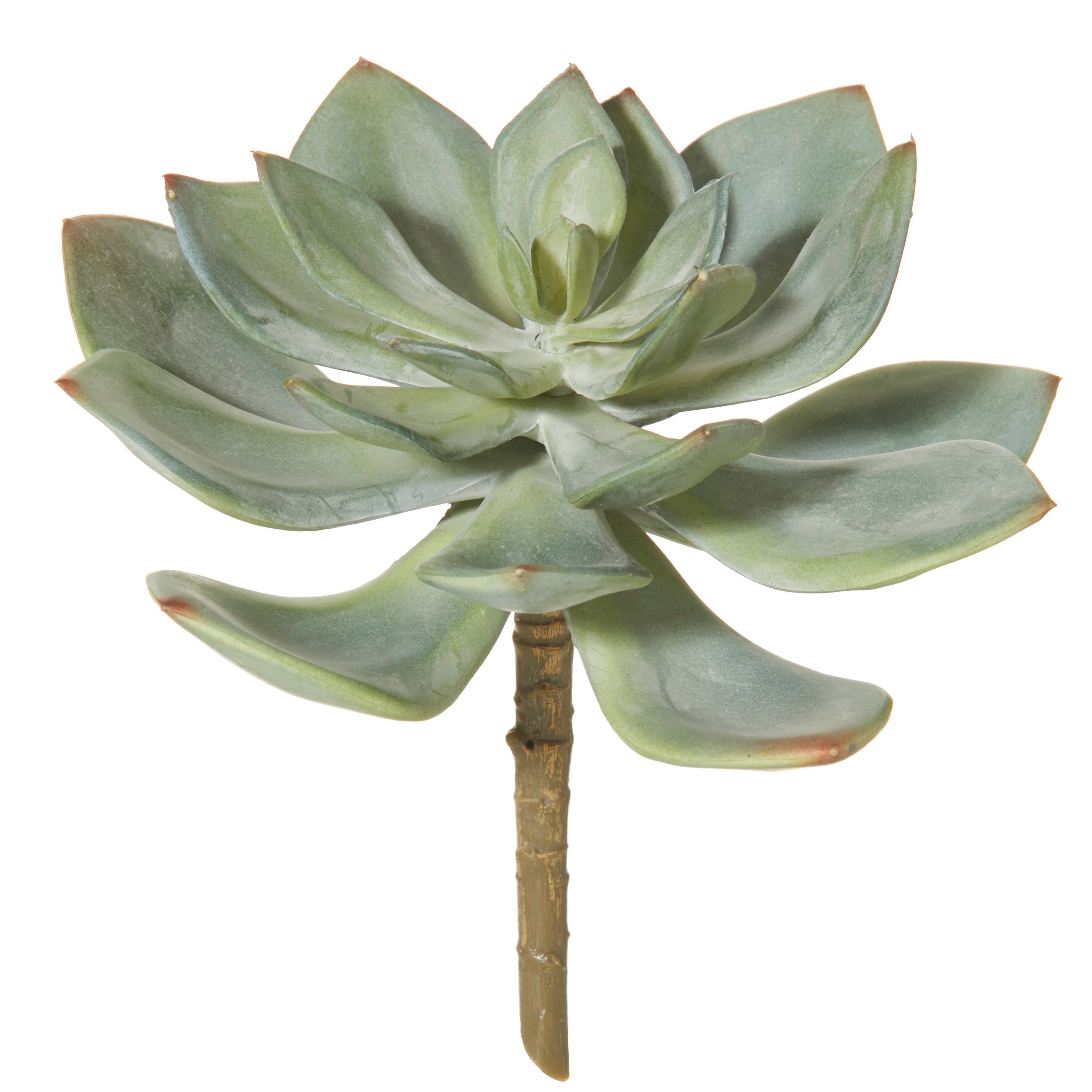 Rogue Echeveria 15cm