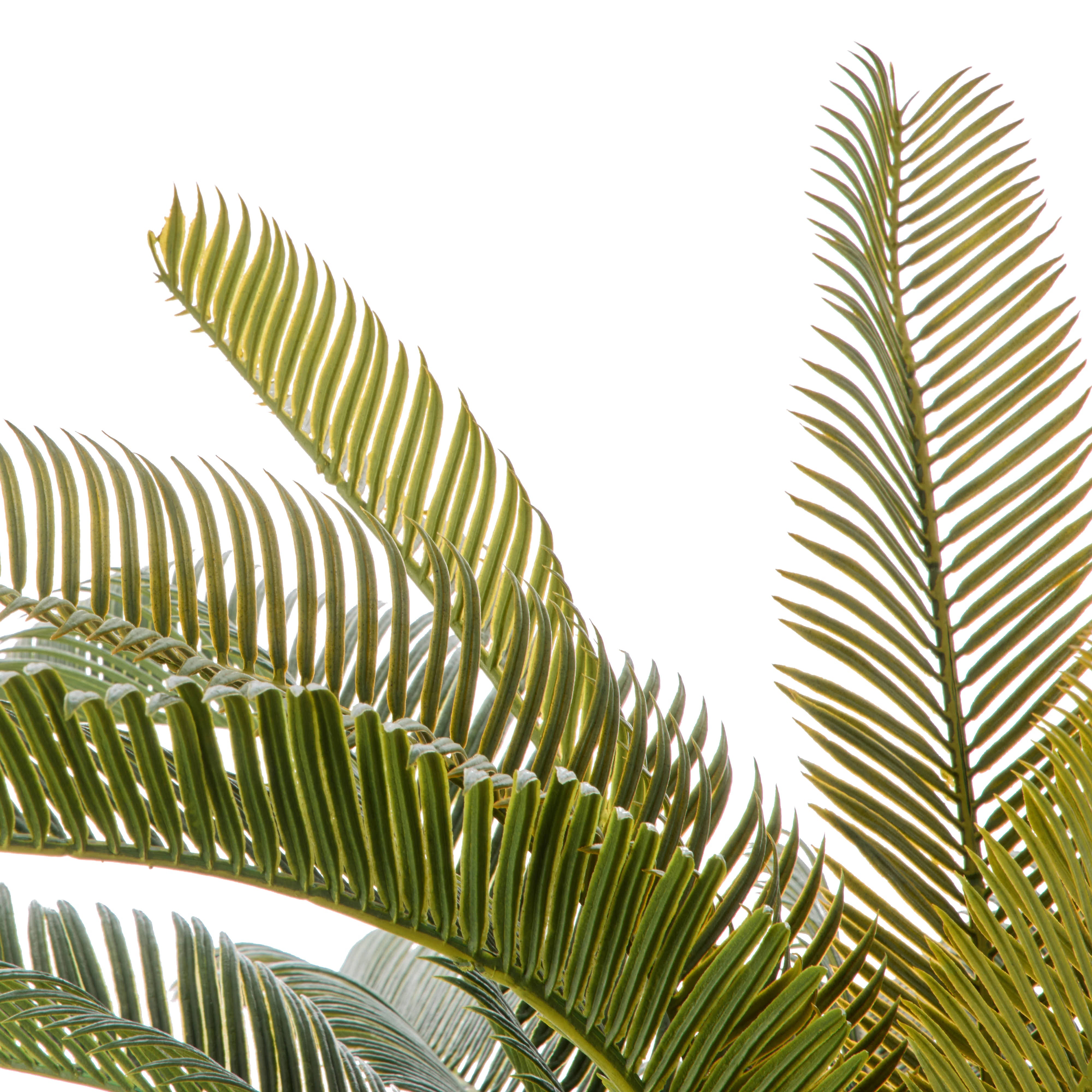 Rogue Cycas Garden Pot Plant