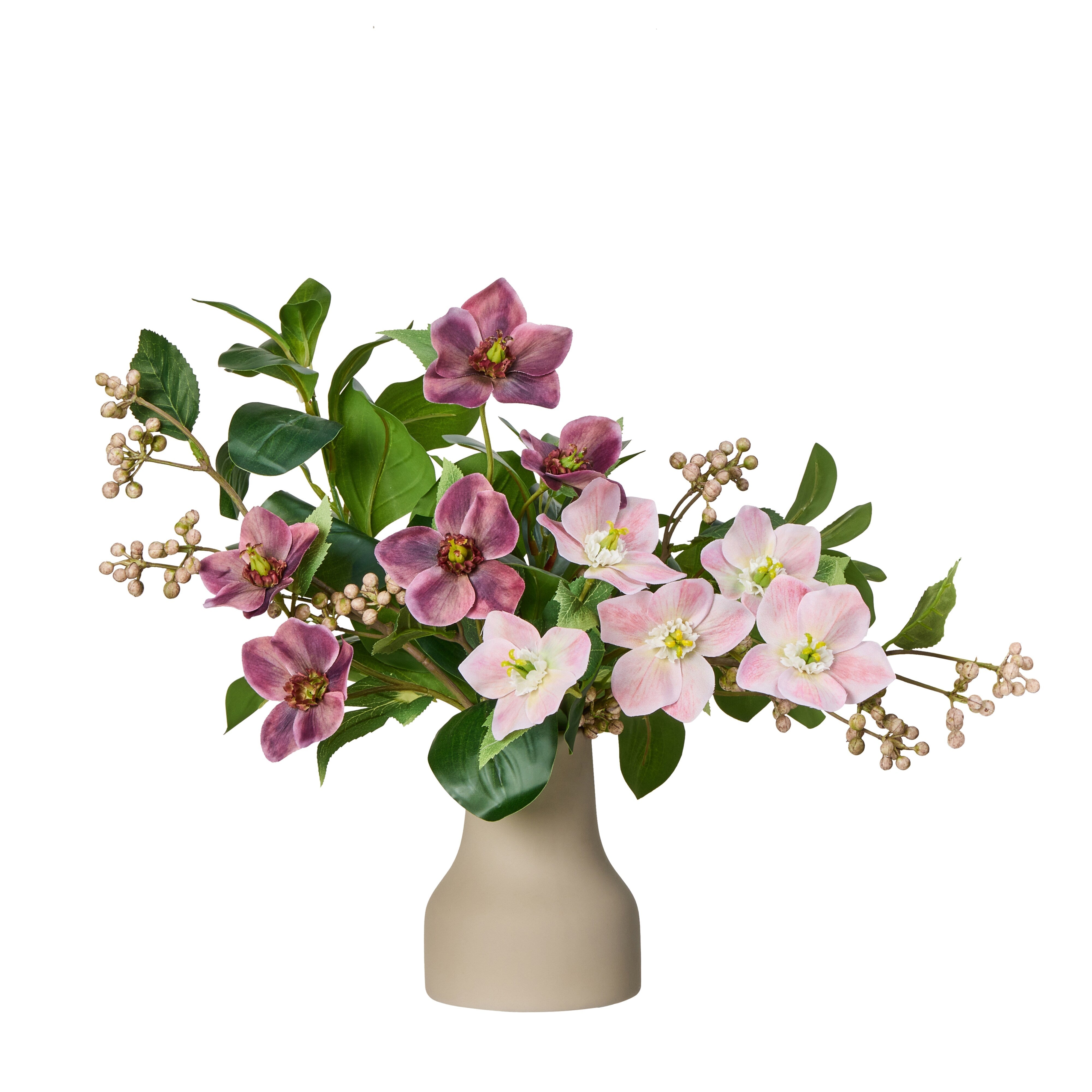 Rogue Helleborus Berry Mix - Douglas Pink & Purple 38cm
