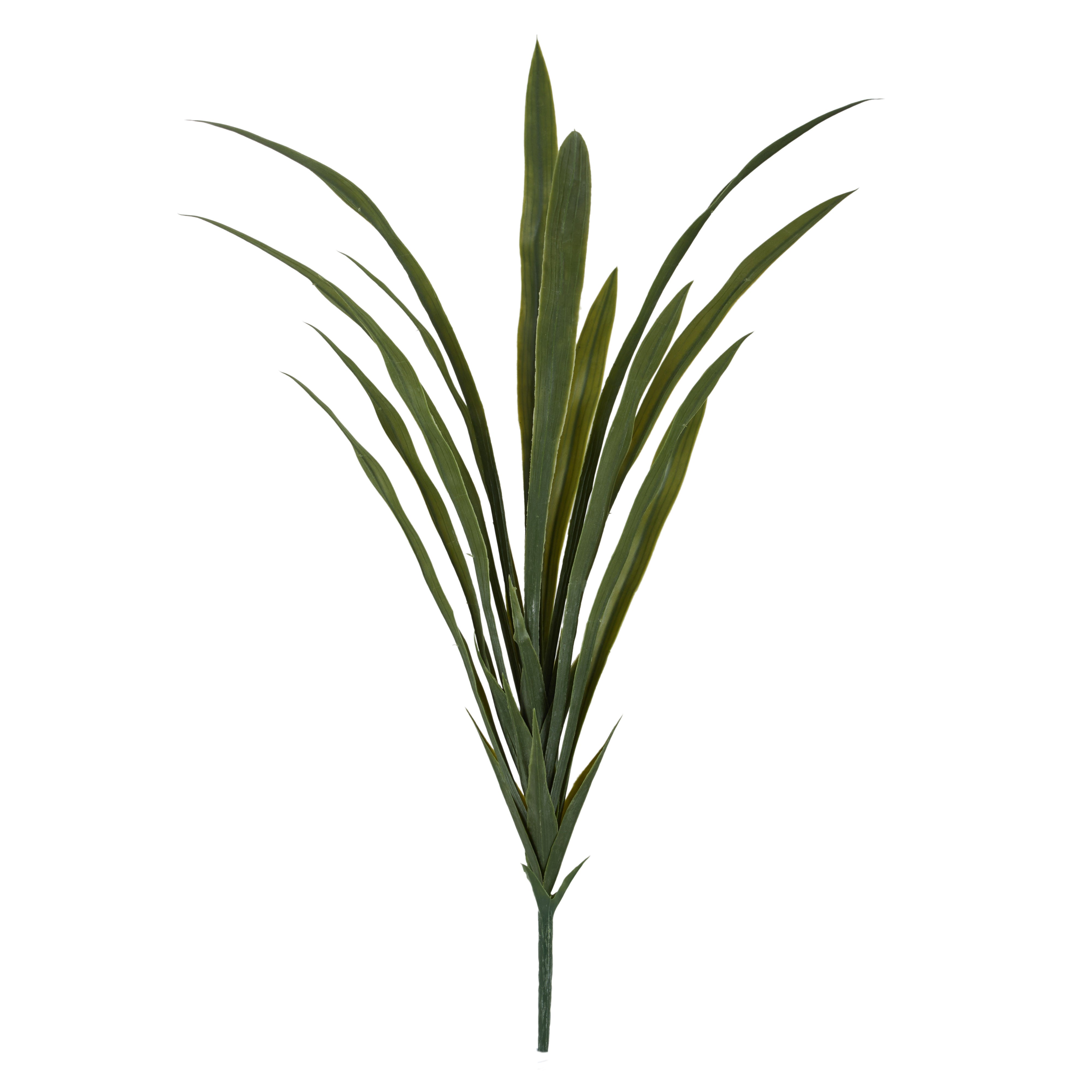Rogue Yucca Plant