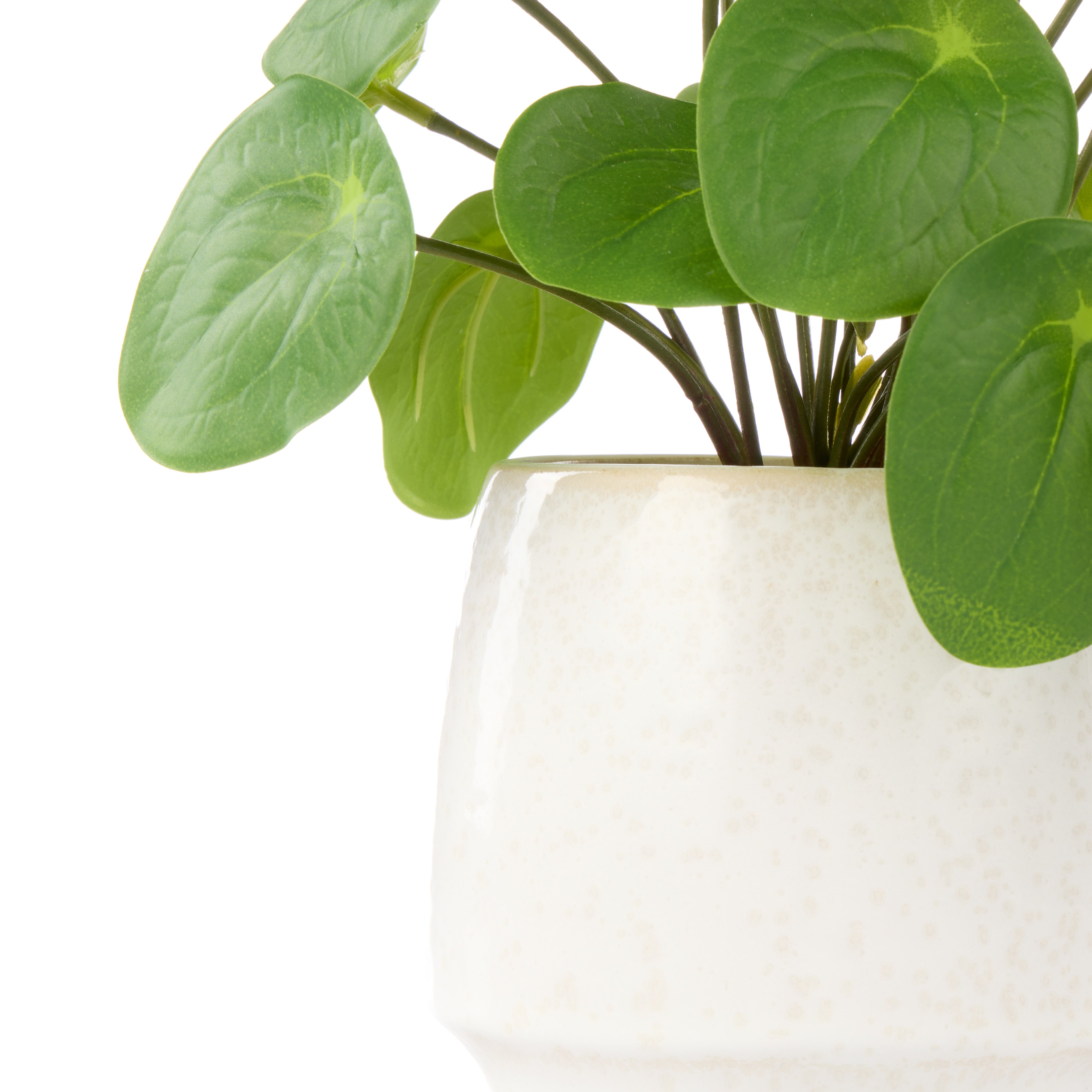 Rogue Pilea Plant - Gianna Pot