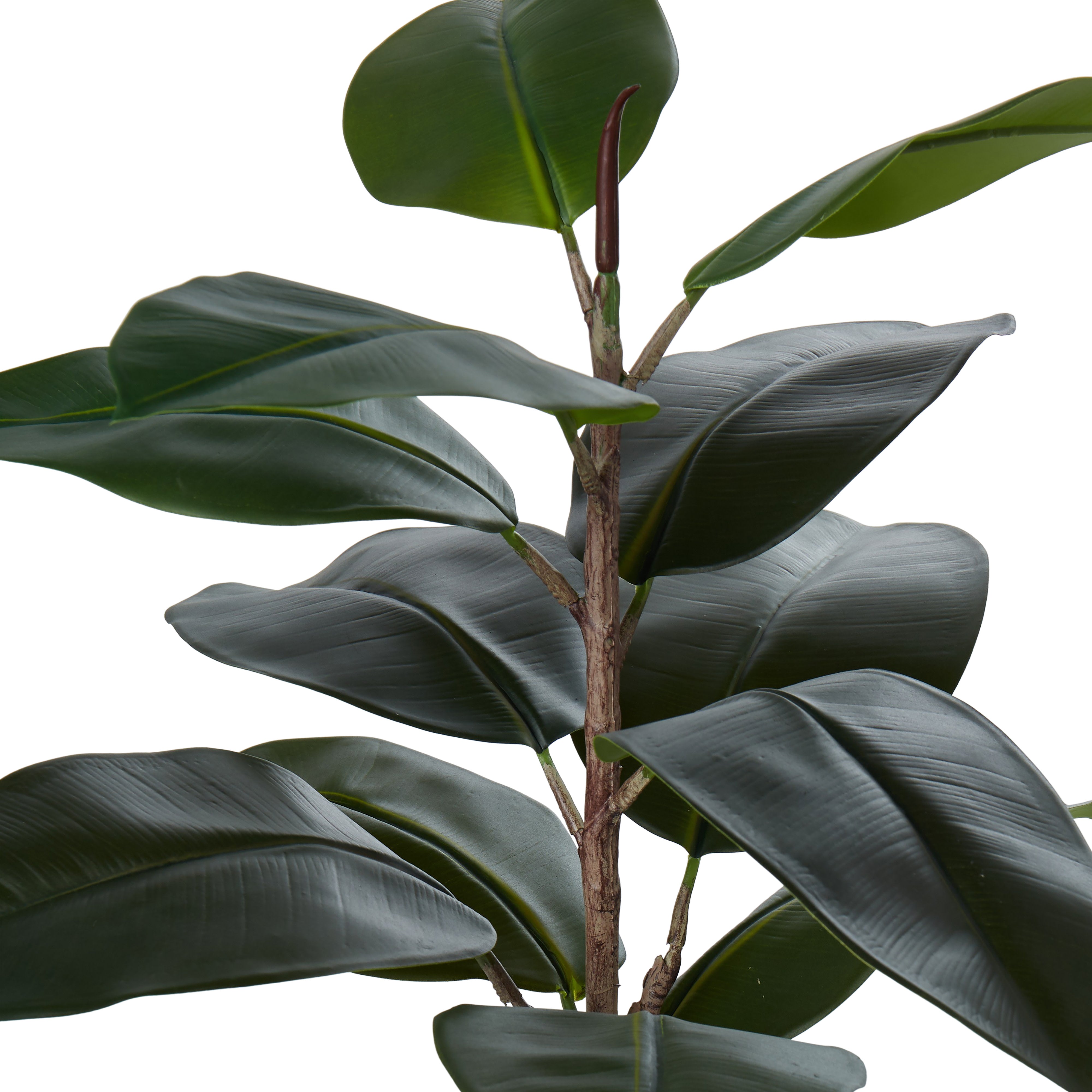 Rogue Rubber Tree