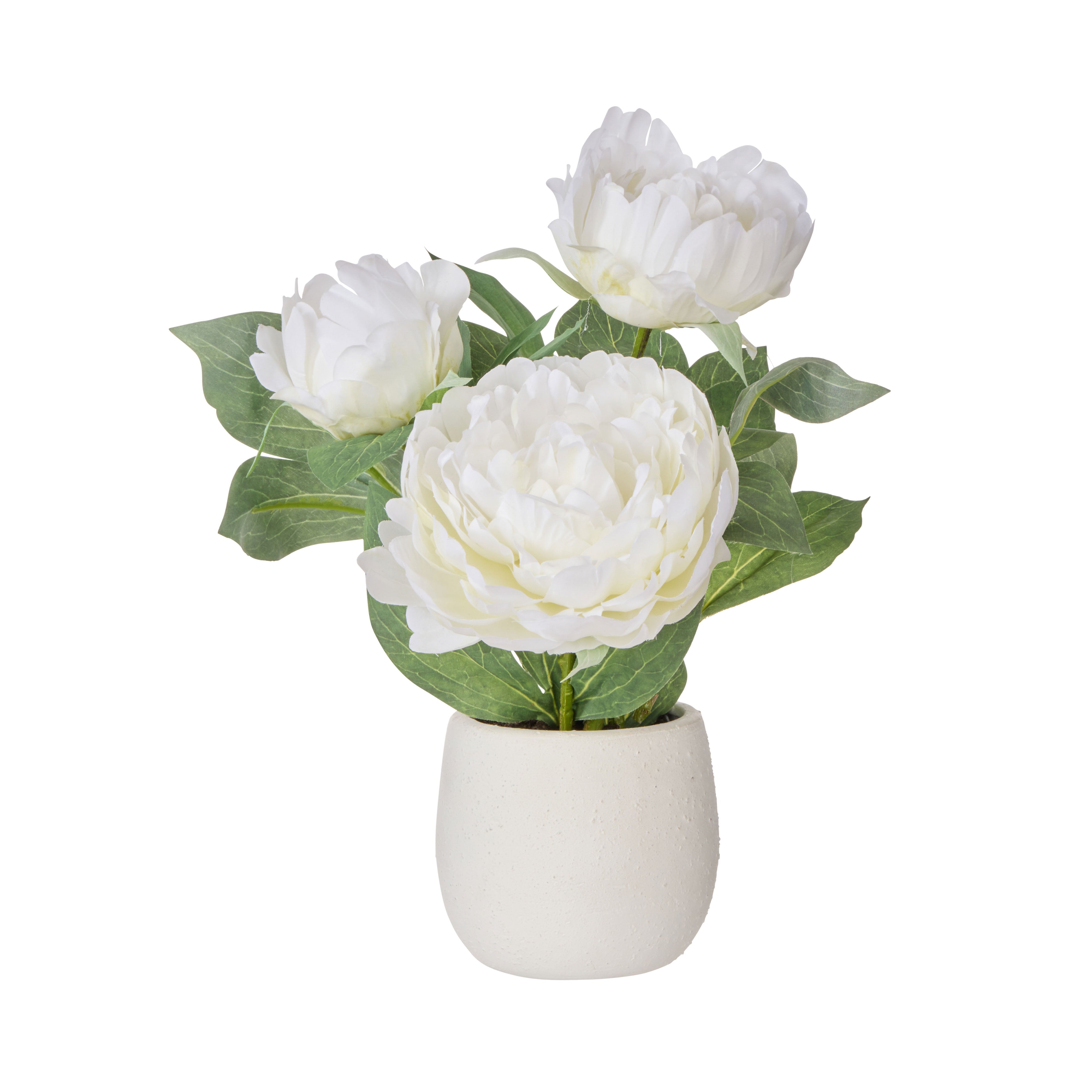 Rogue Peony Plant - Tub Pot