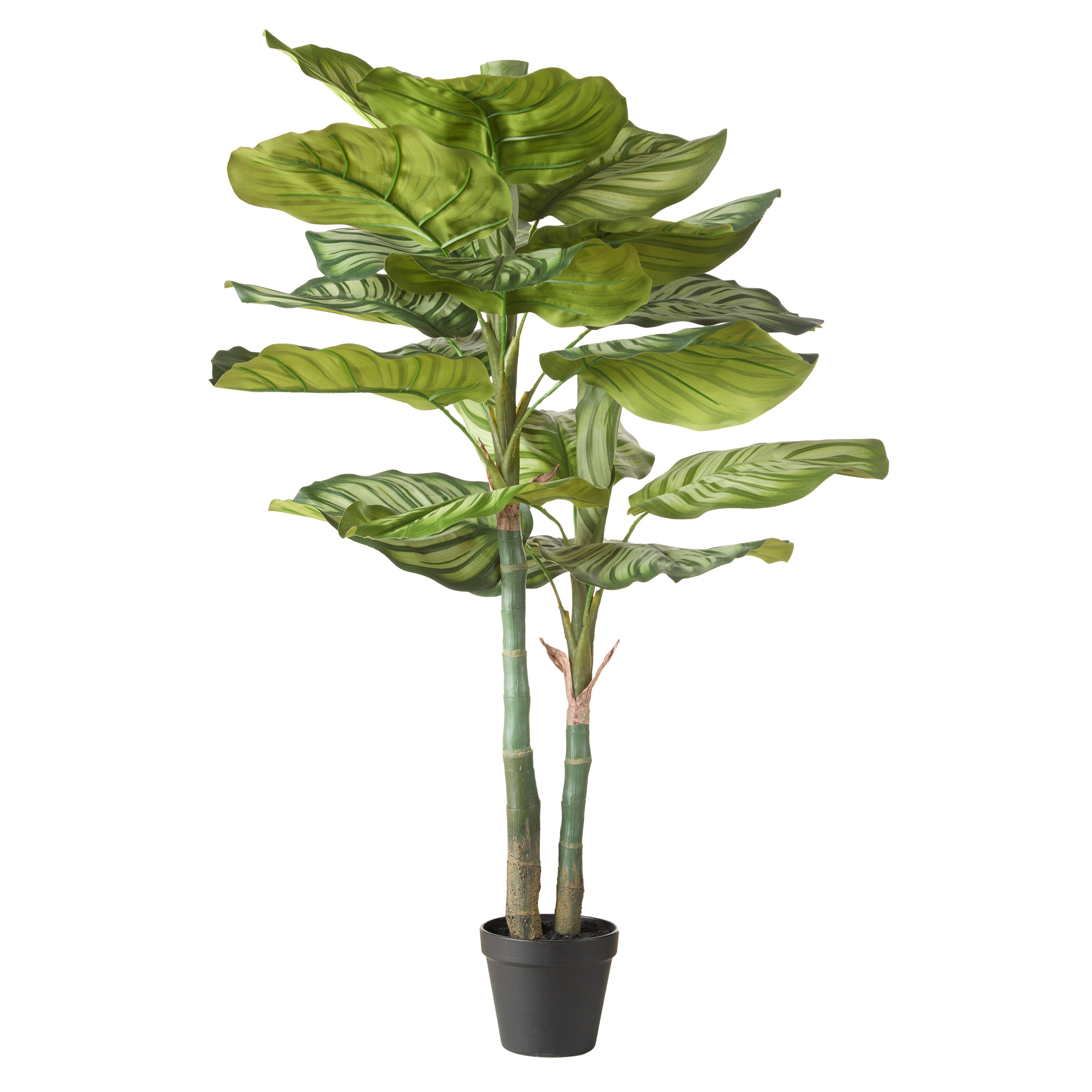 Rogue Calathea Plant - Garden Pot 91cm