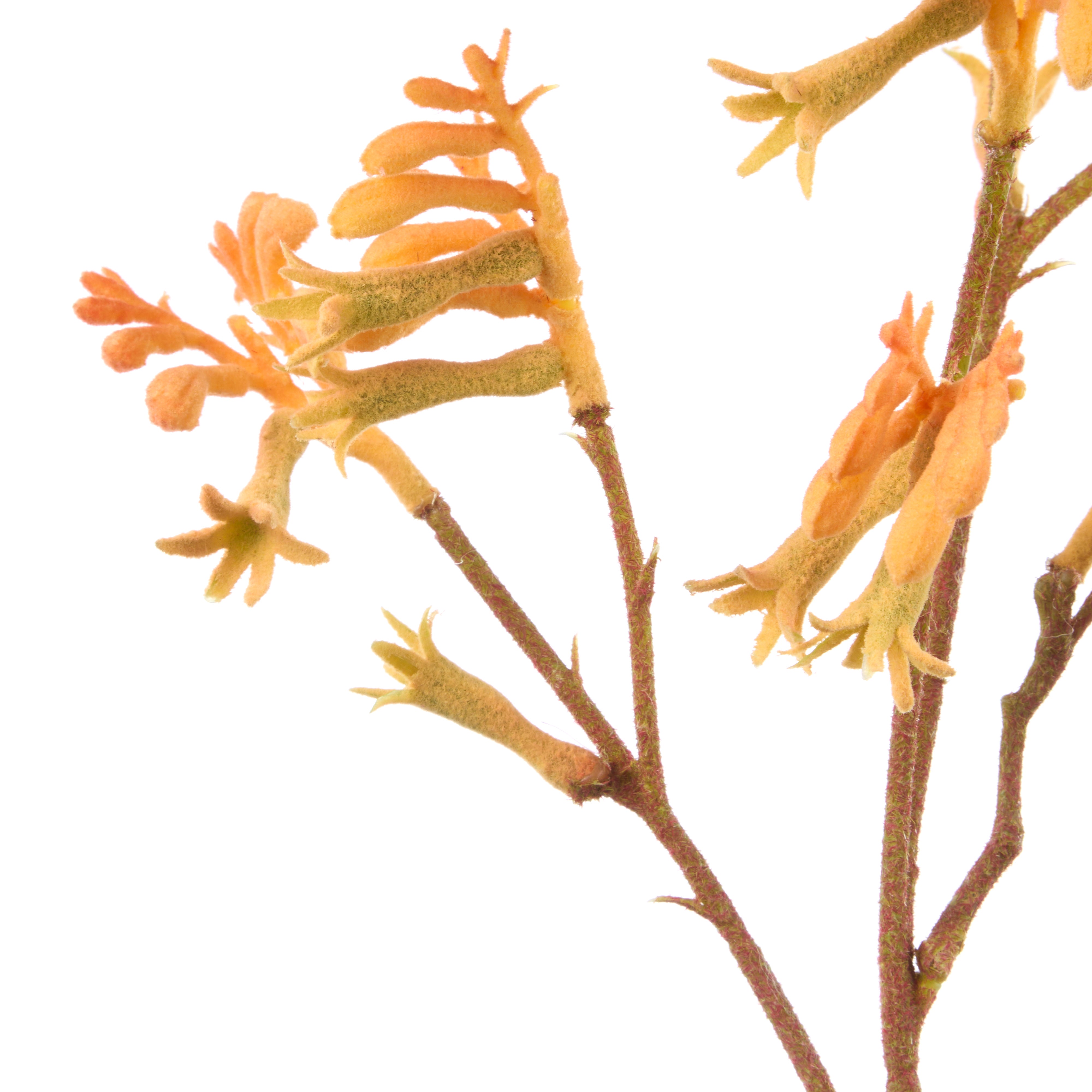 Rogue Kangaroo Paw Spray Orange 16cm