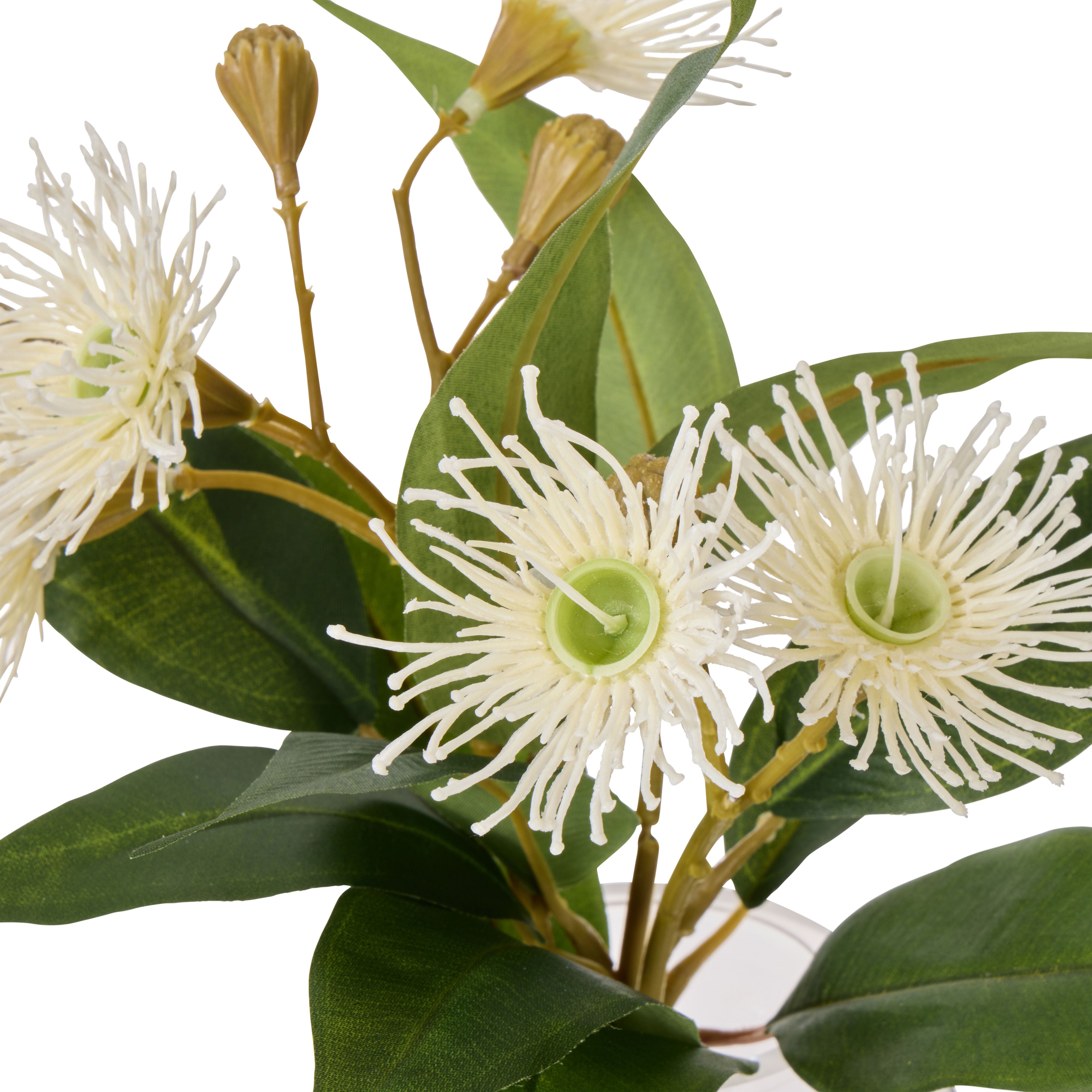 Rogue Flowering Eucalyptus - Sphere White & Green