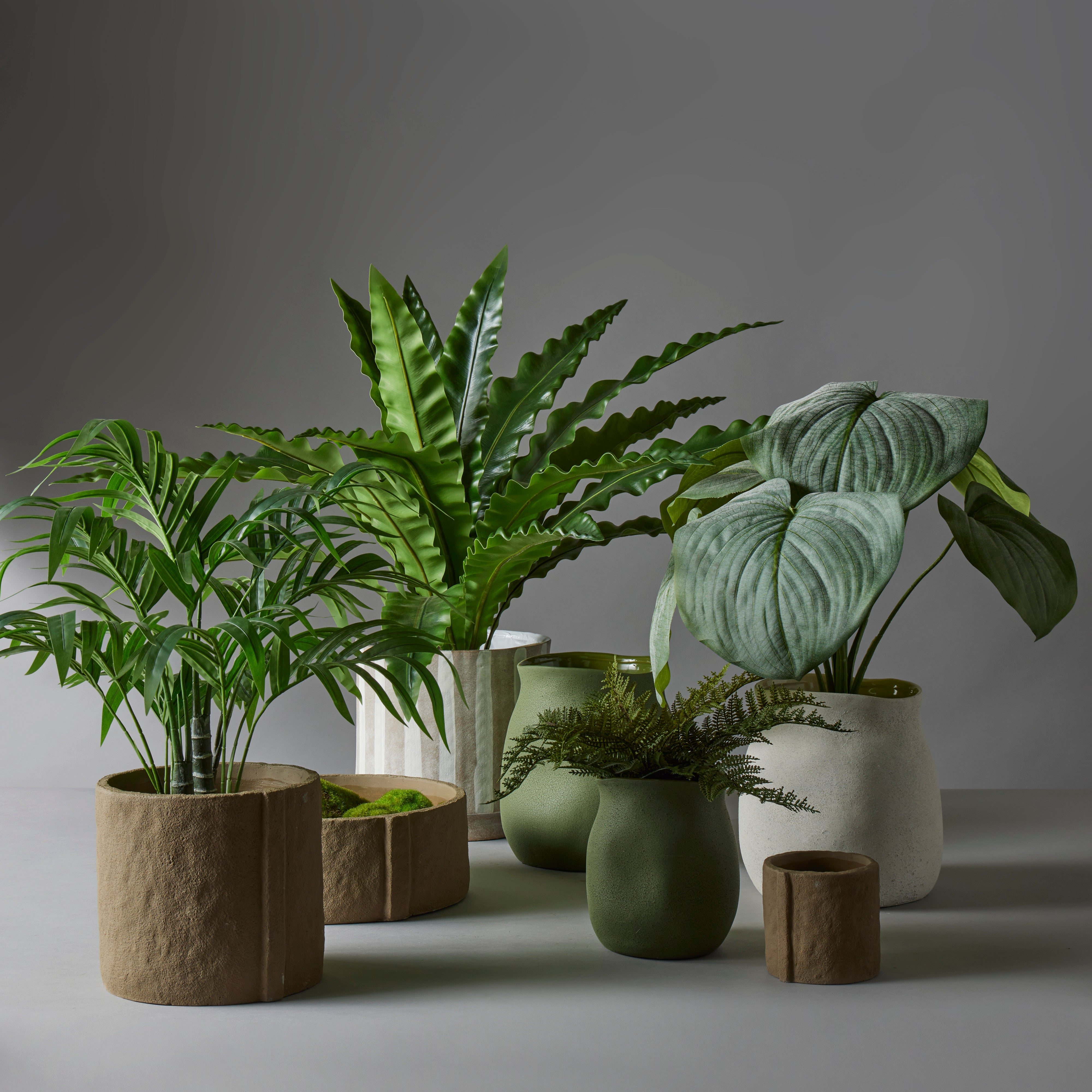 Rogue Bird's Nest Fern 105x105x60cm