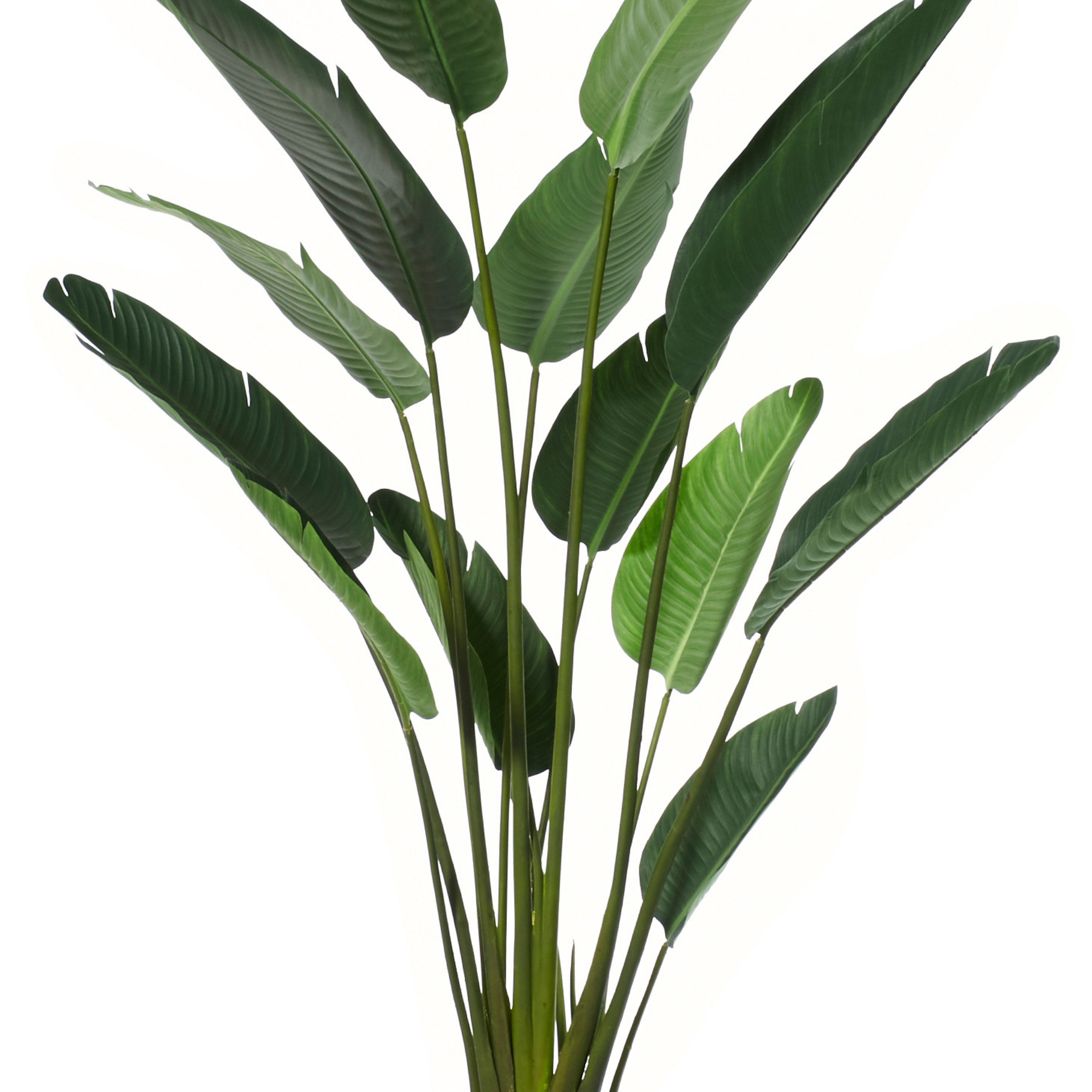 Rogue Giant Bird of Paradise Plant 183cm