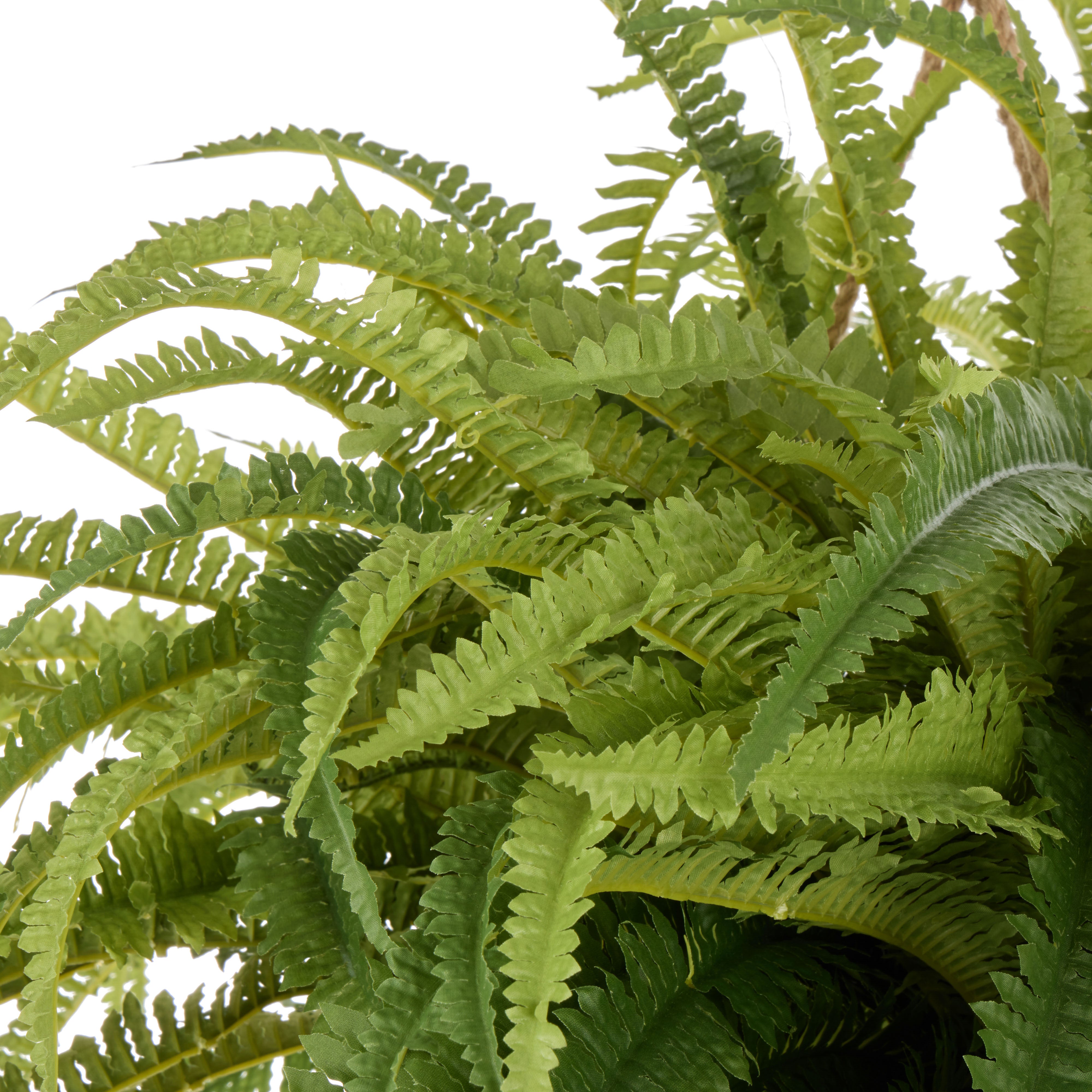 Rogue Boston Fern - Laos Hanging 100cm