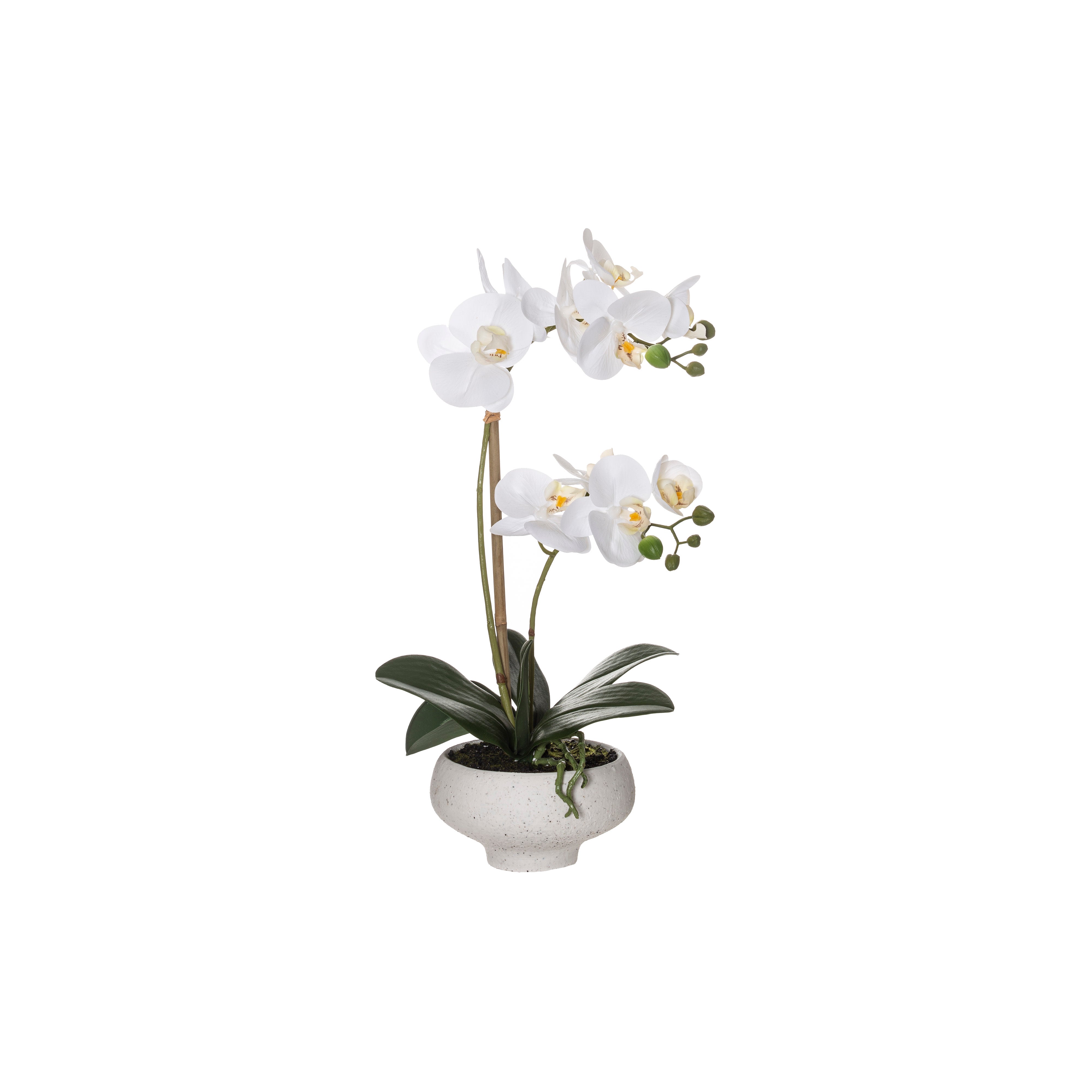Rogue Butterfly Orchid - Stone Bowl