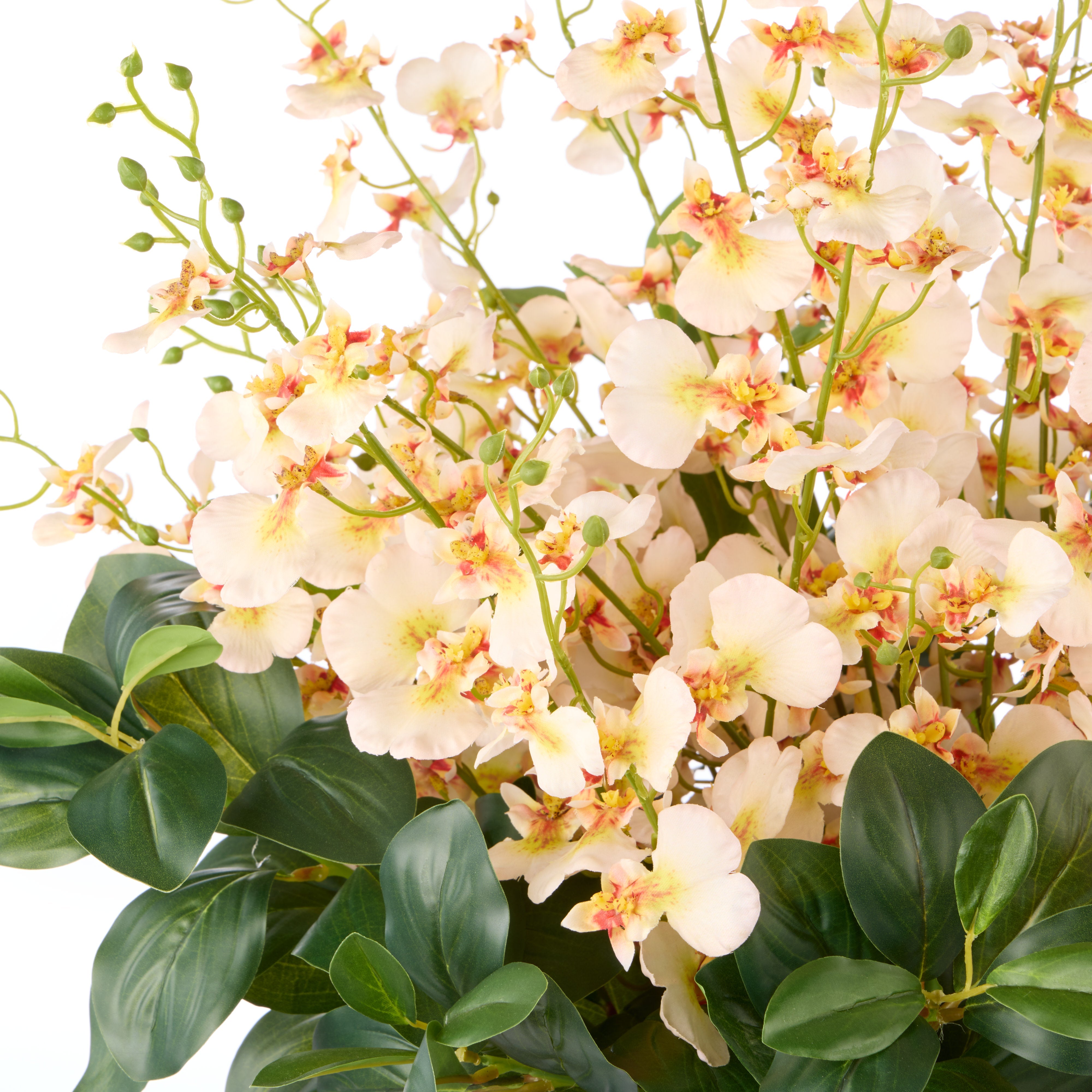 Rogue Dancing Orchid - Small Madelyn Bowl Cream