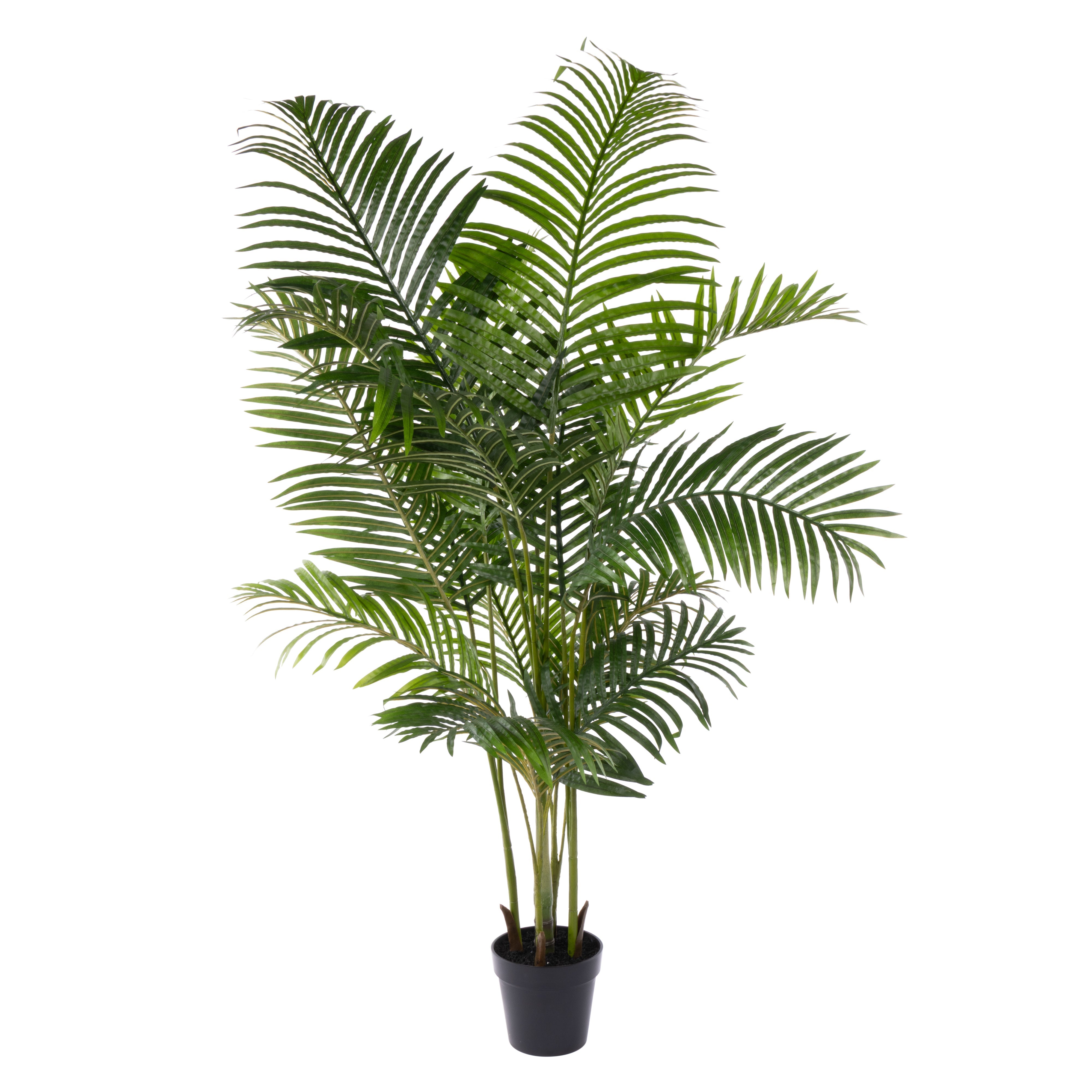 Rogue Areca Palm UV - Garden Pot 180cm