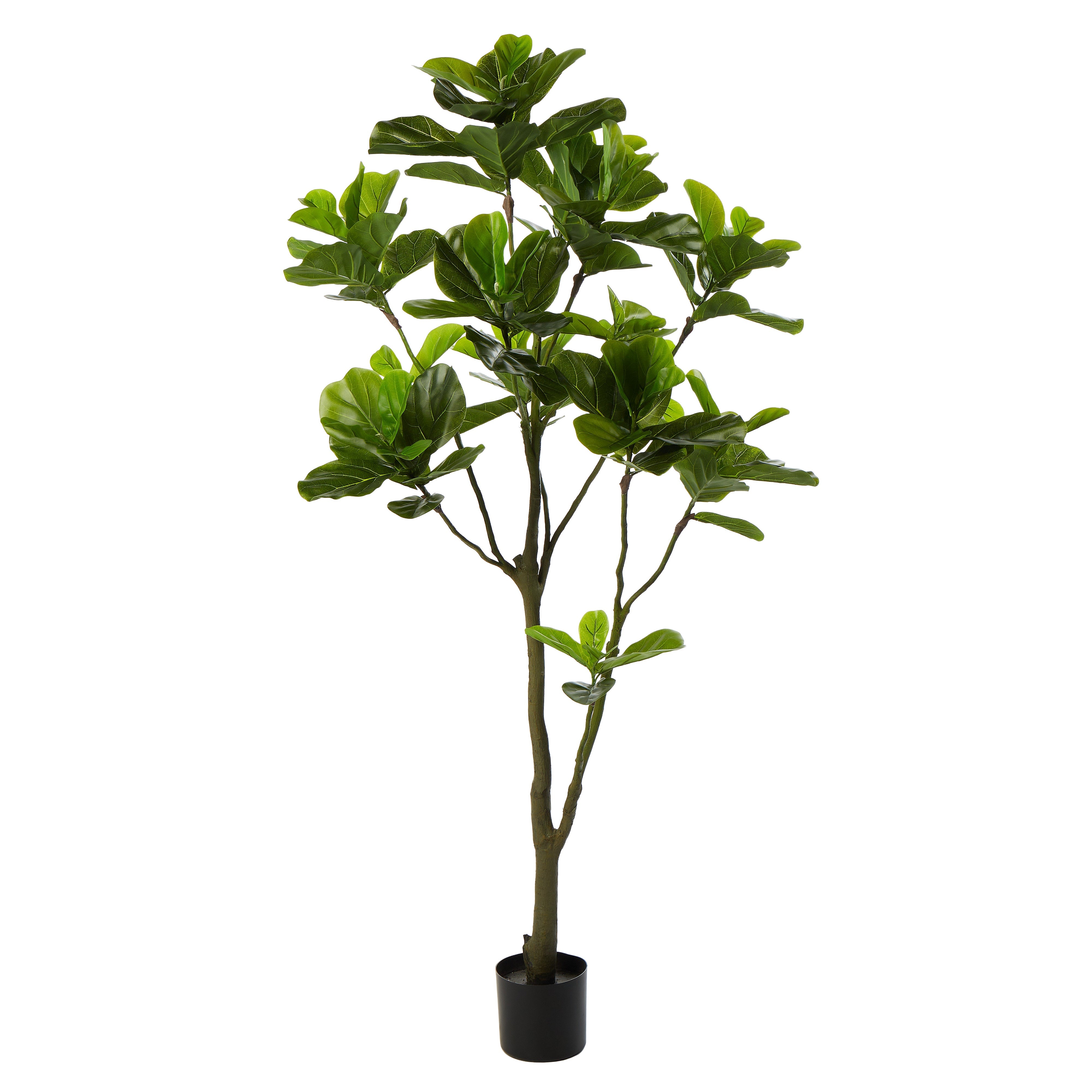 Rogue Fiddle Tree in Pot 190cm