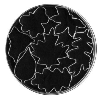LOYAL Autumn Leaves Cutter