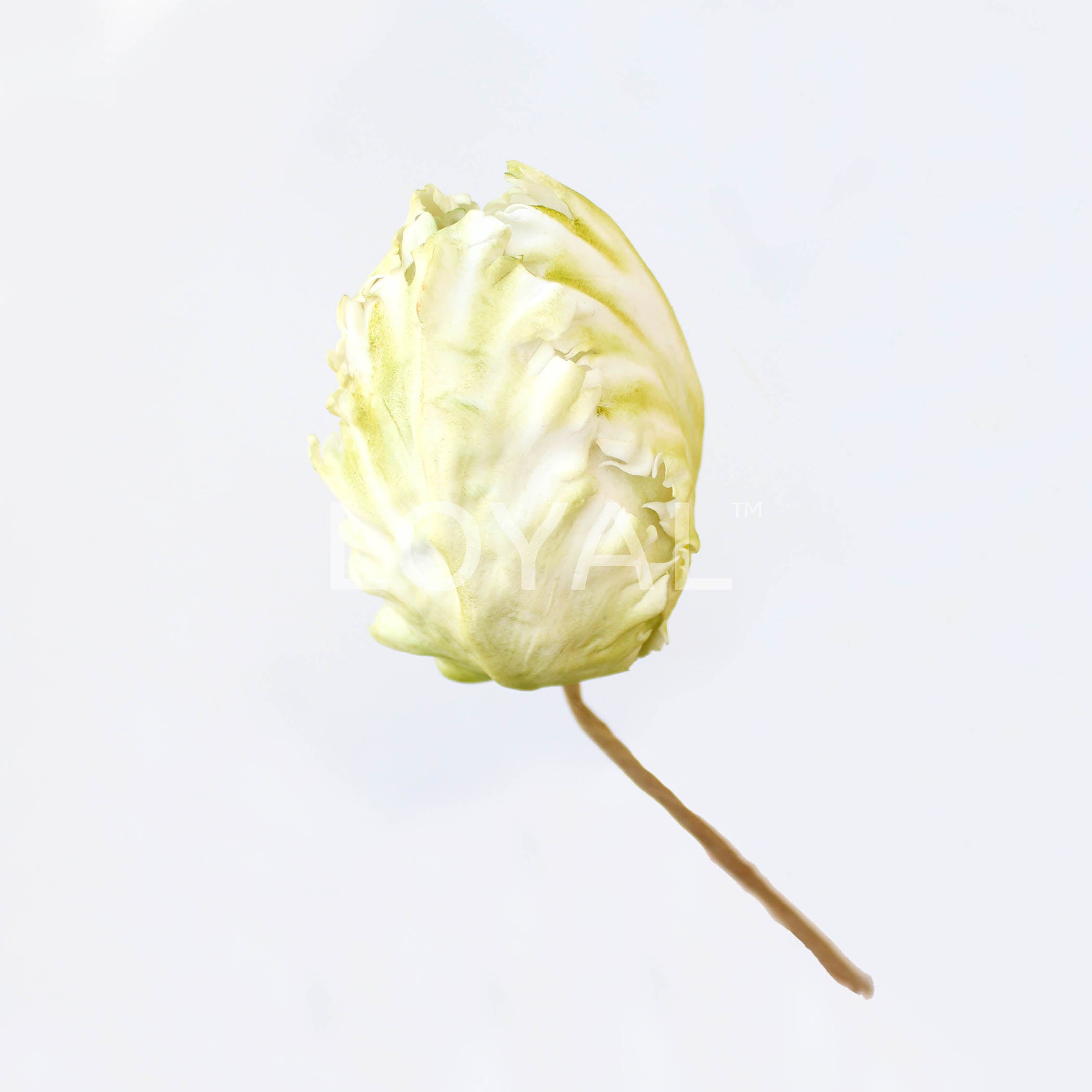 LOYAL Tulip Petal Cutter Parrot