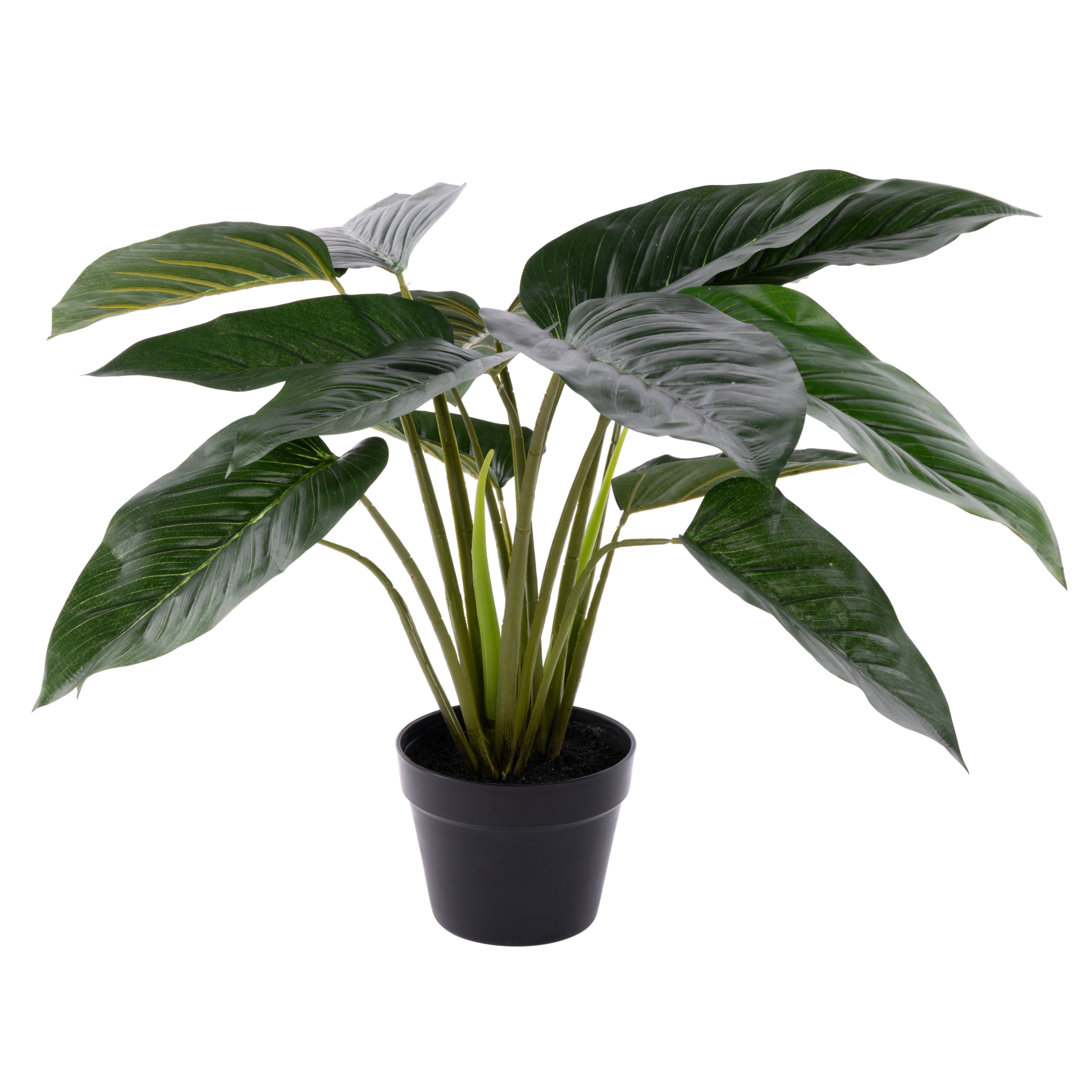 Rogue Philodendron UV - Garden Pot 60cm