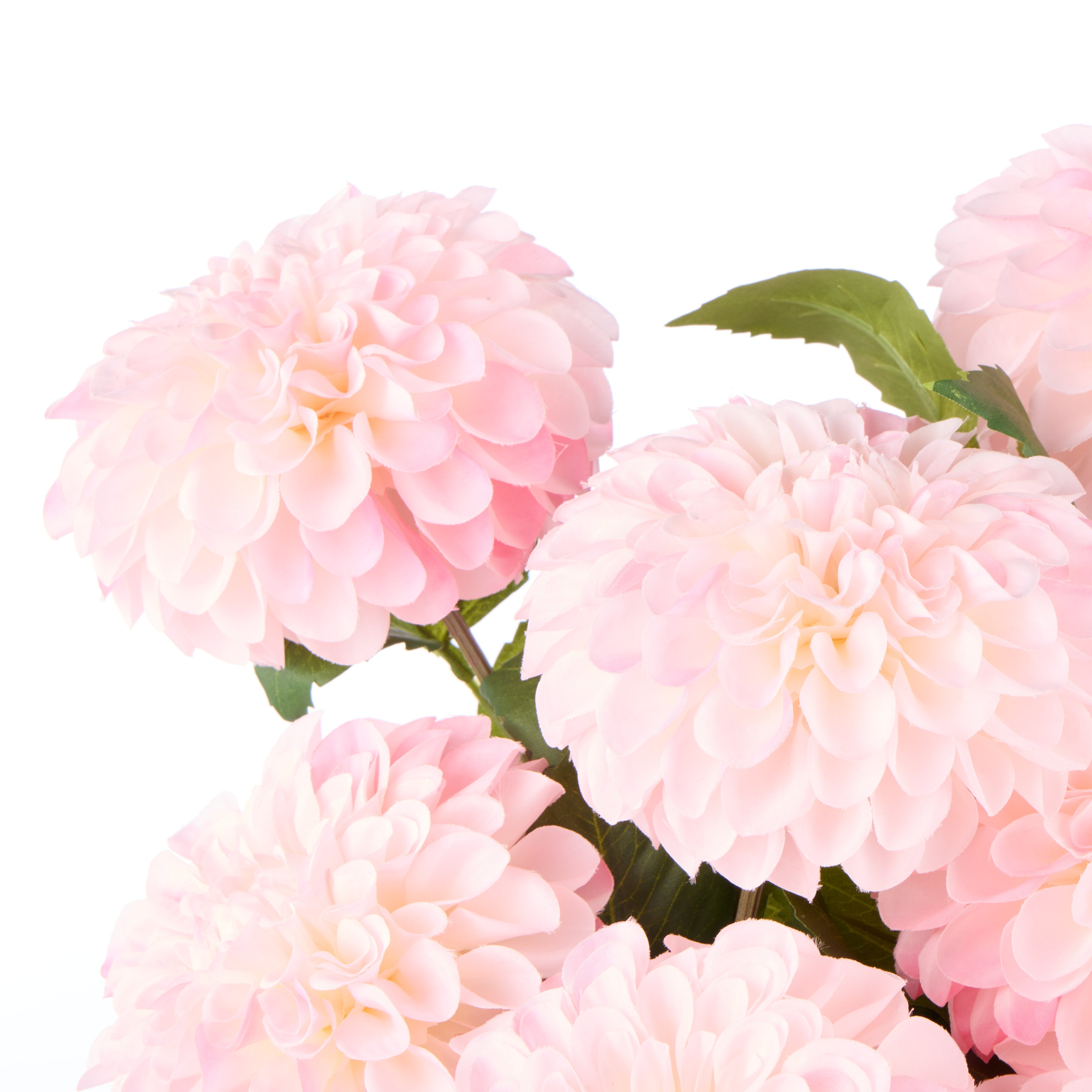 Rogue Chrysanthemum - Gianna Pot Pink
