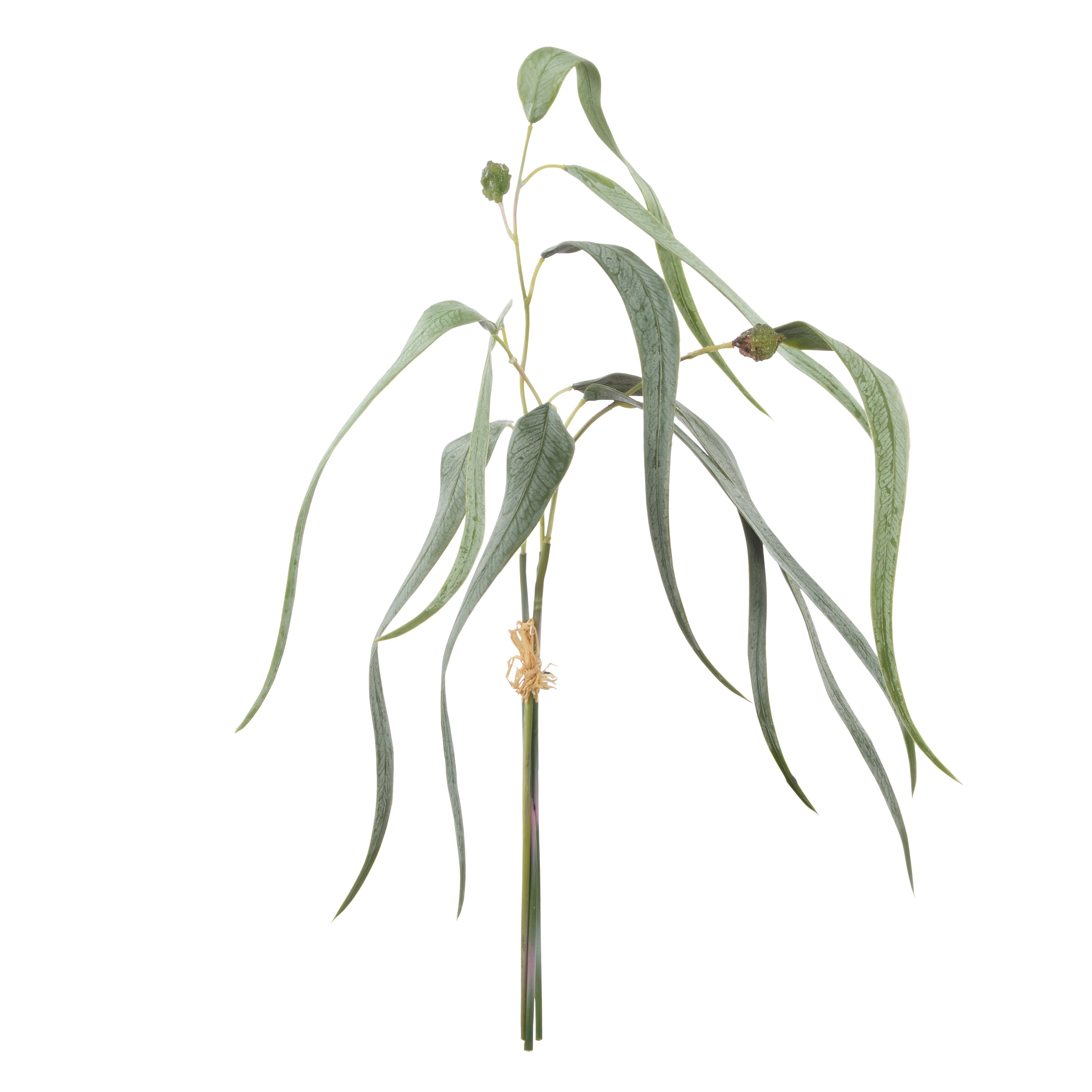 Rogue Eucalyptus Gumnut Bunch