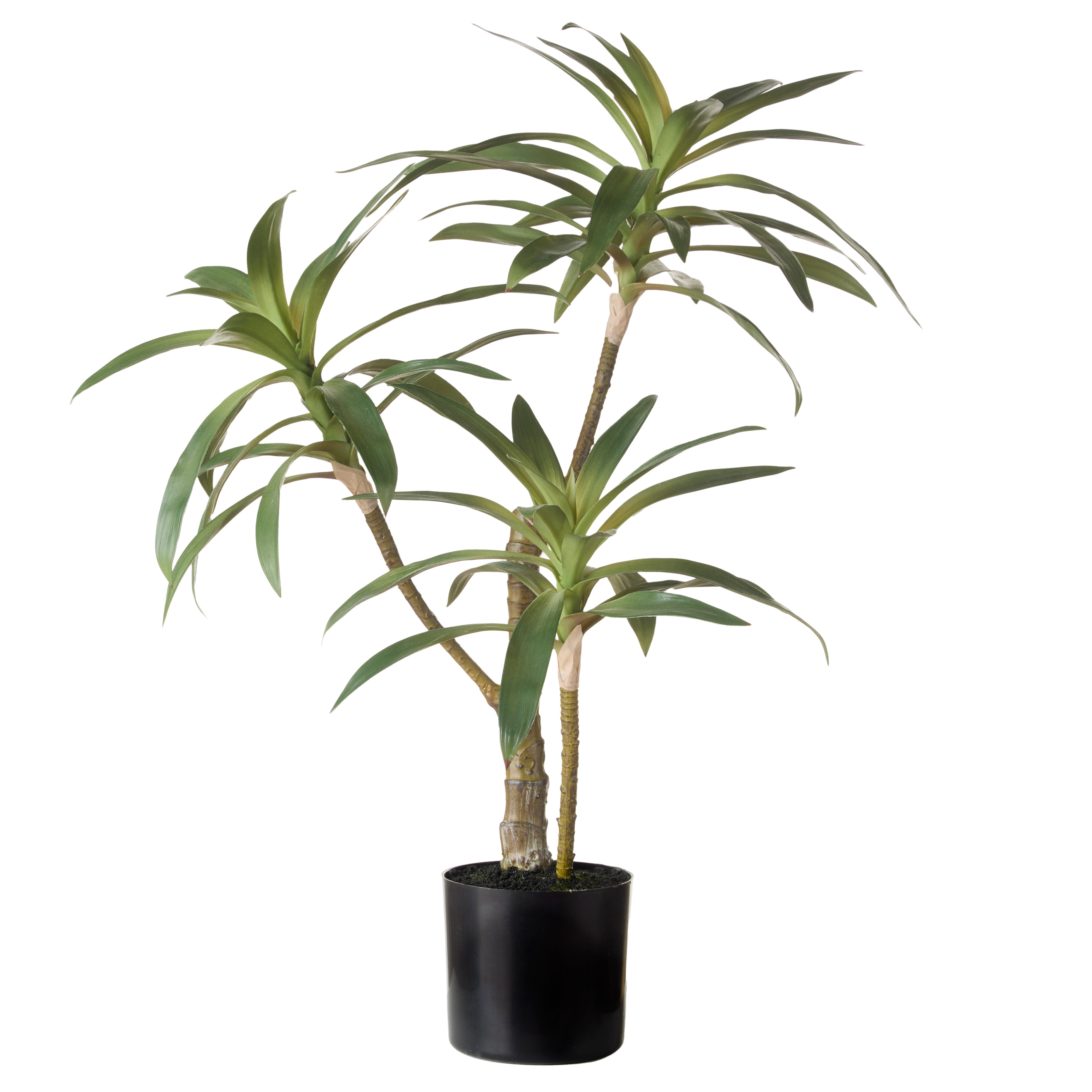 Rogue Dracaena Plant