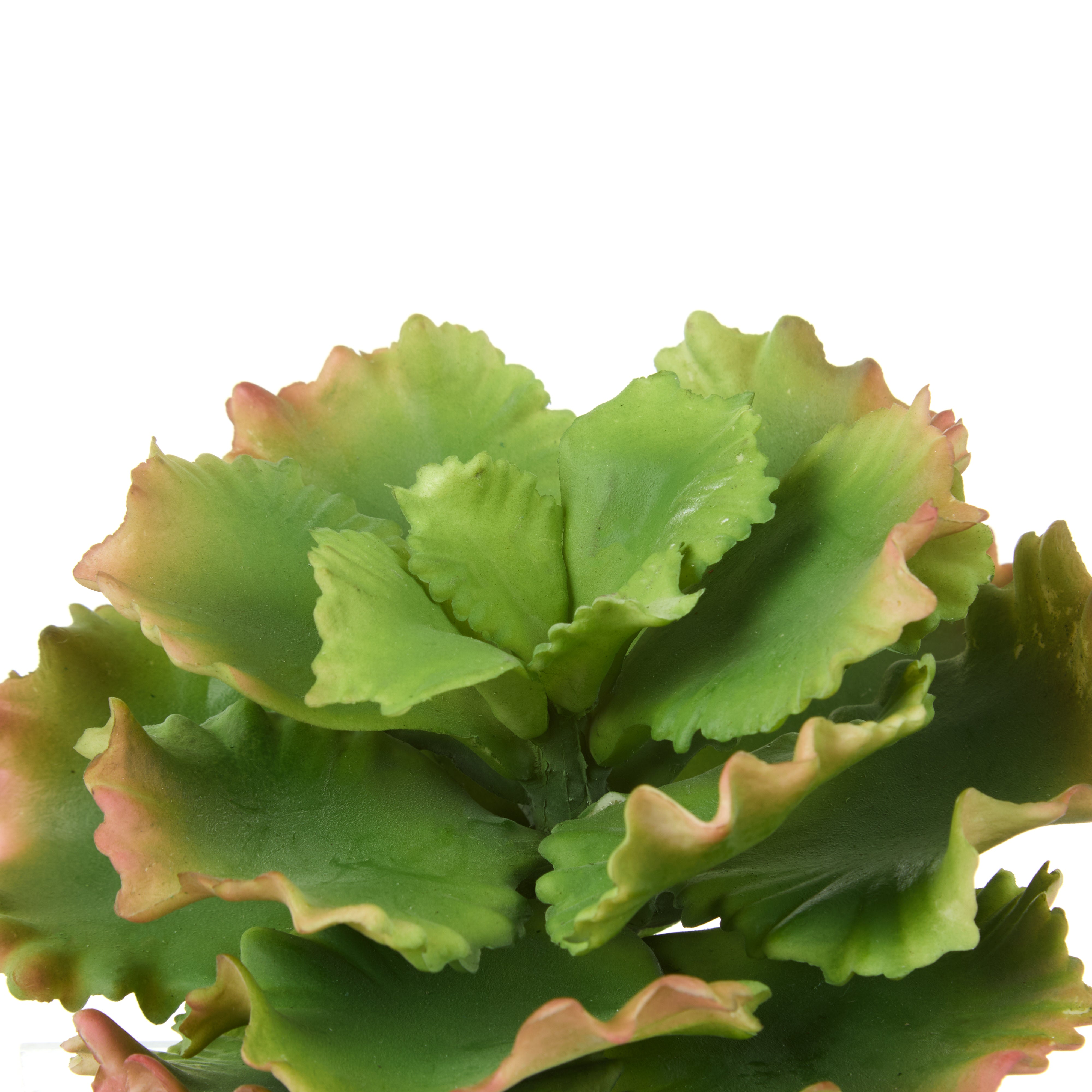 Rogue Cabbage Succulent