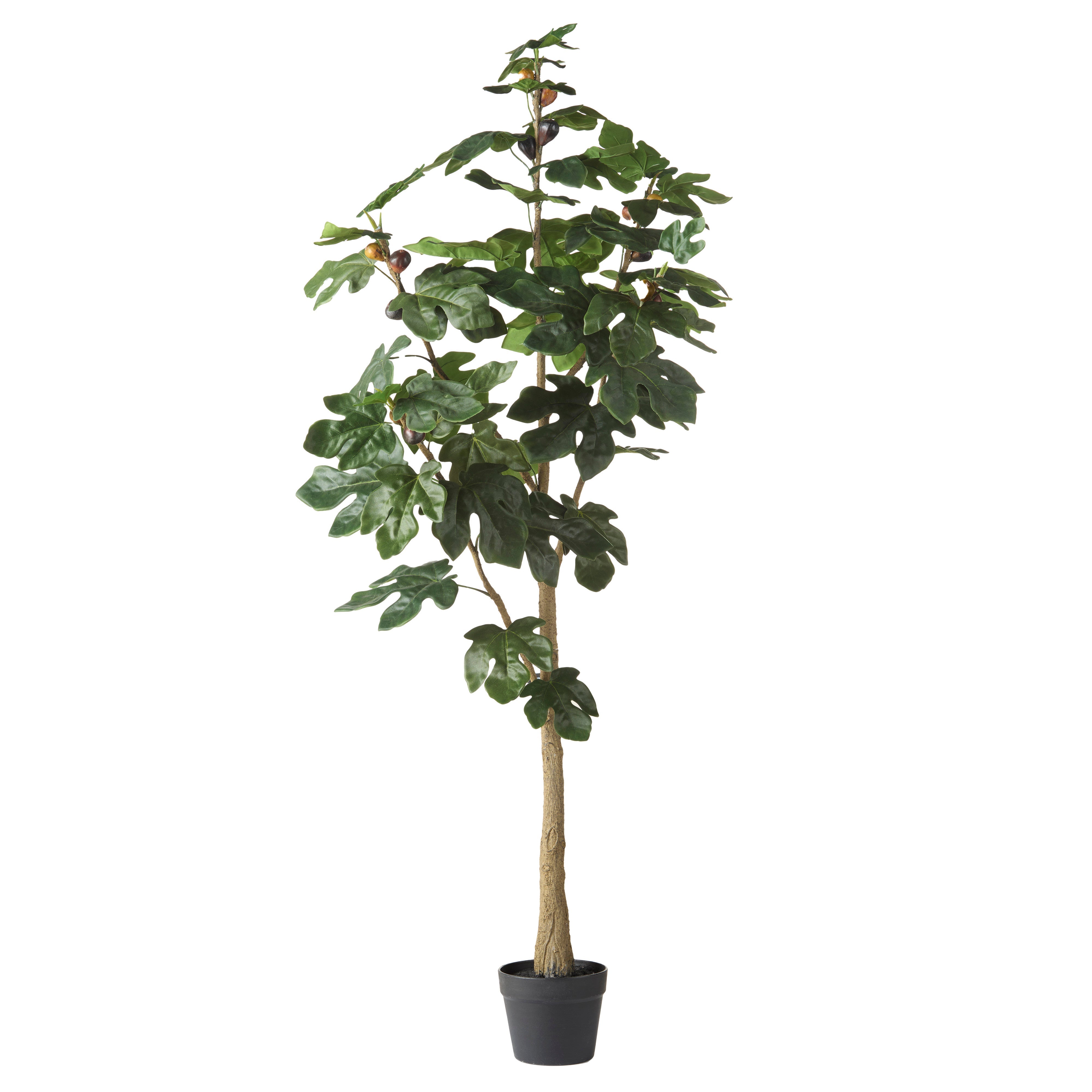 Rogue Fig Tree - Garden Pot 150cm