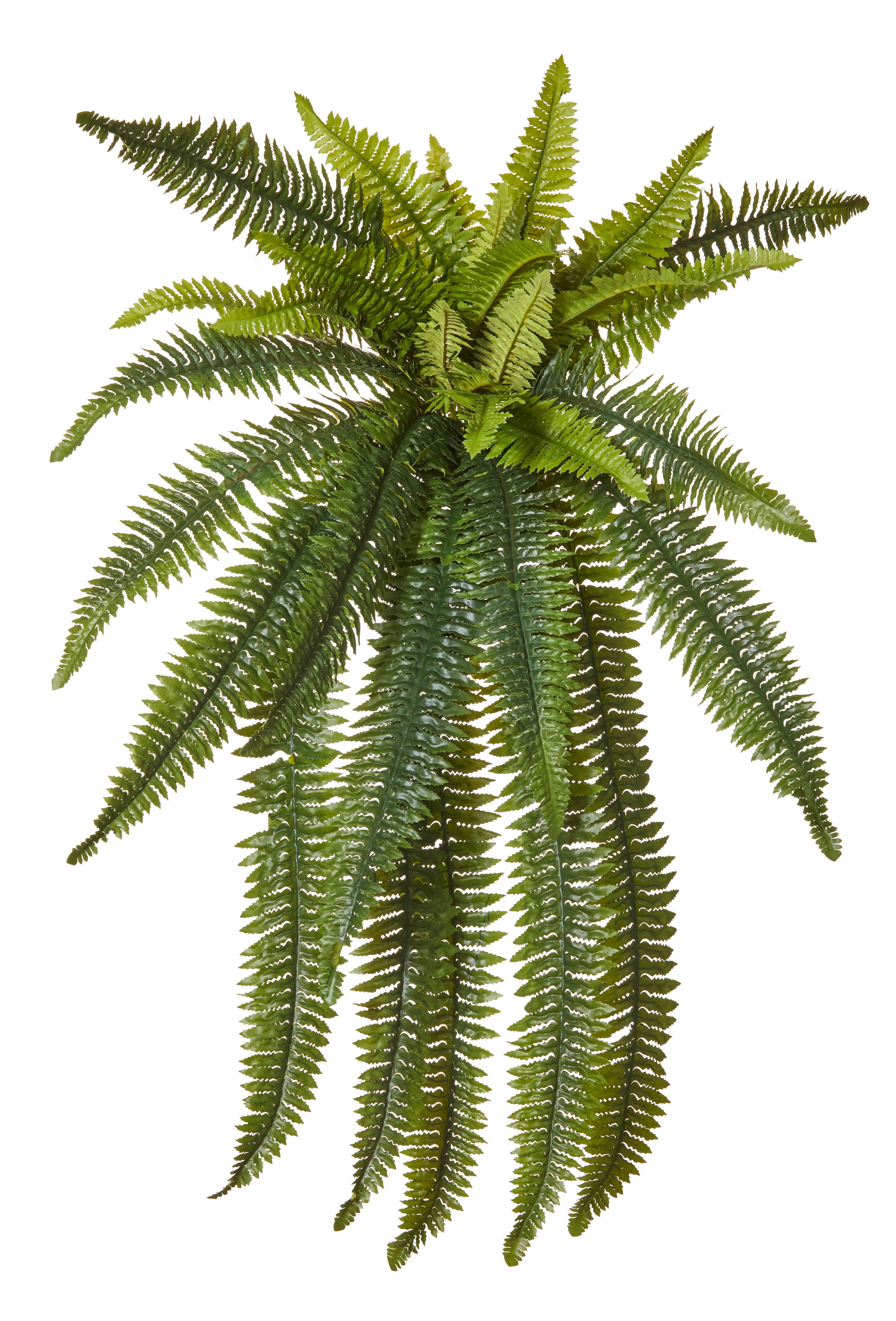 Rogue Boston Wall Fern 100cm