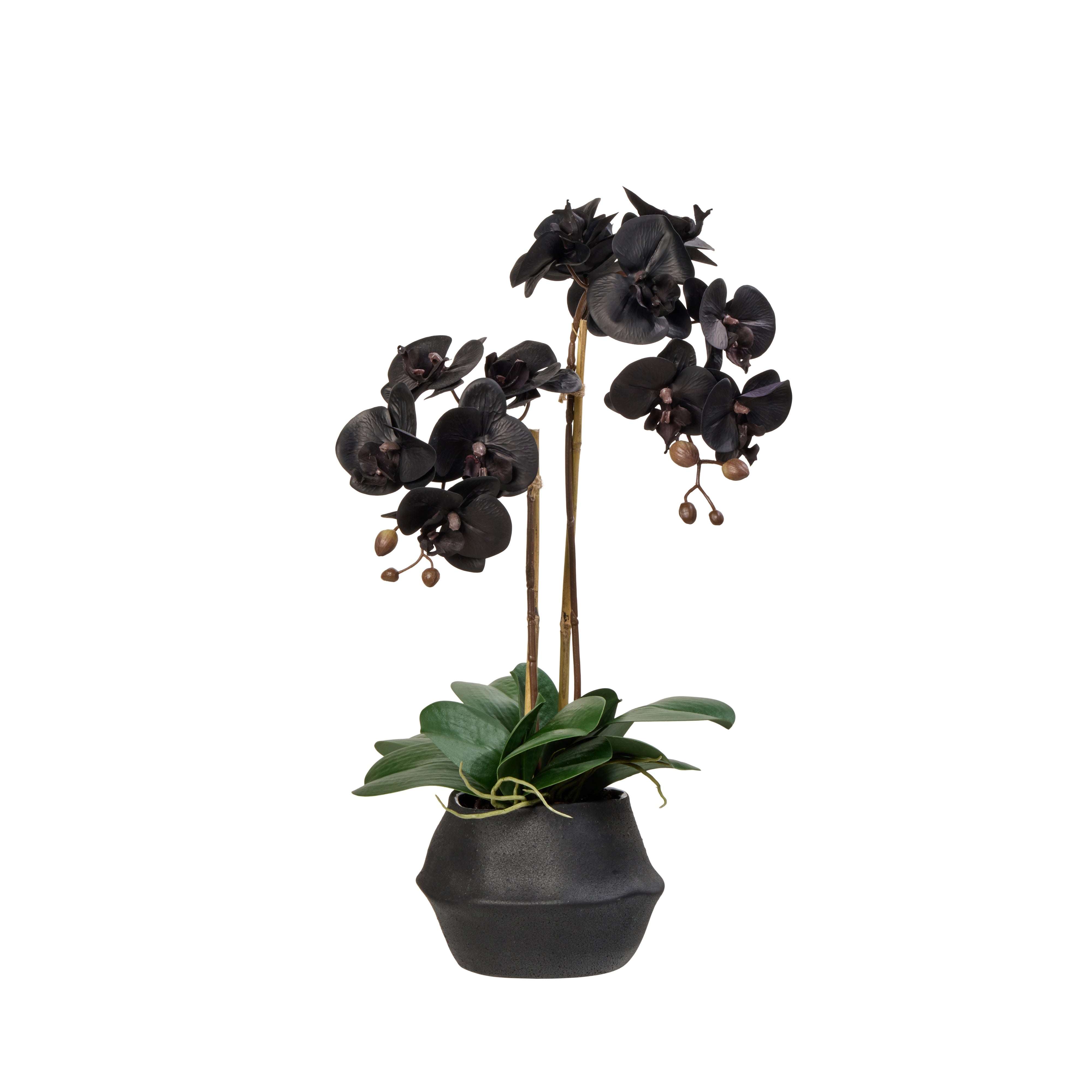 Rogue Phalaenopsis Plant - Maliah Pot 48cm