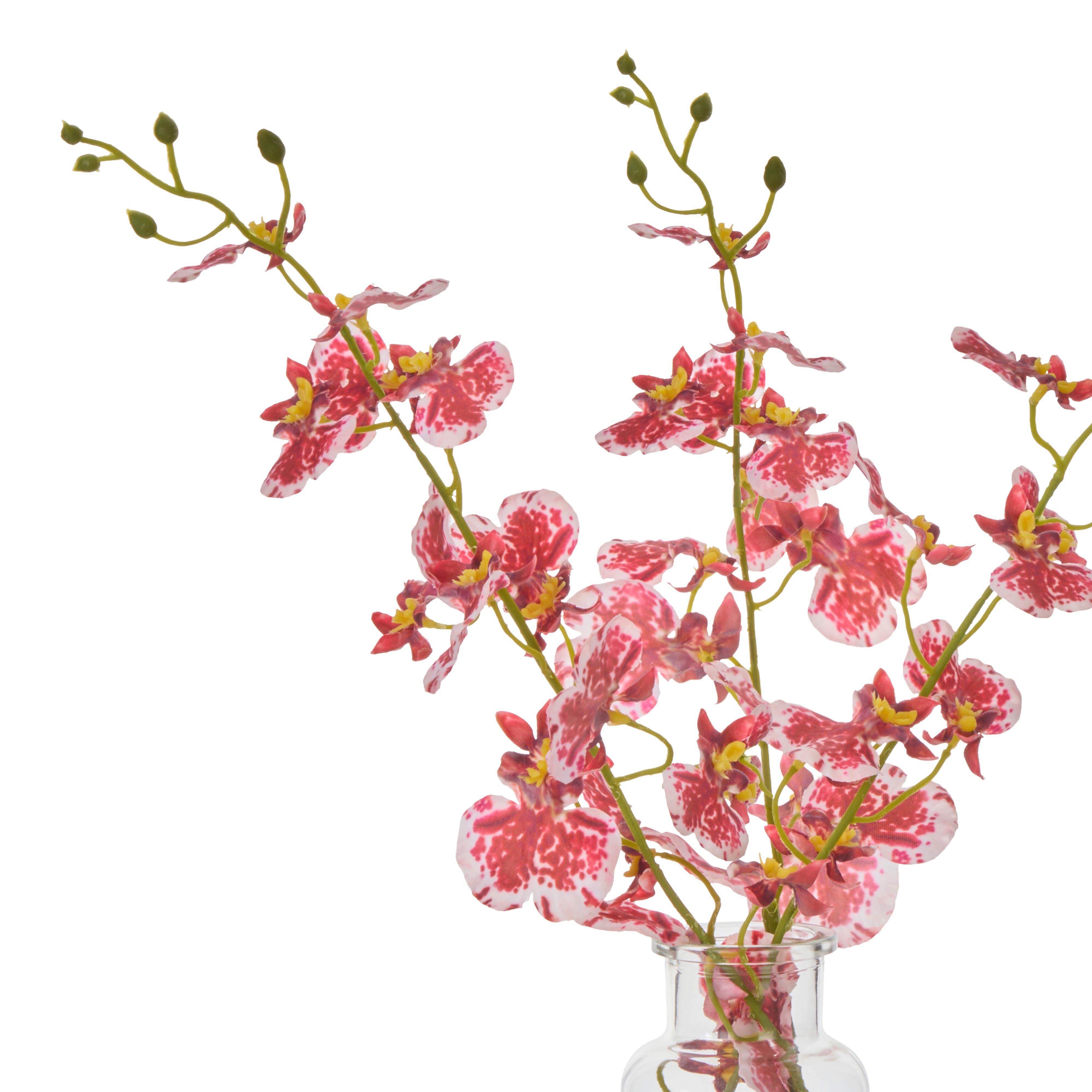 Rogue Dancing Orchid - Specimen Burgundy