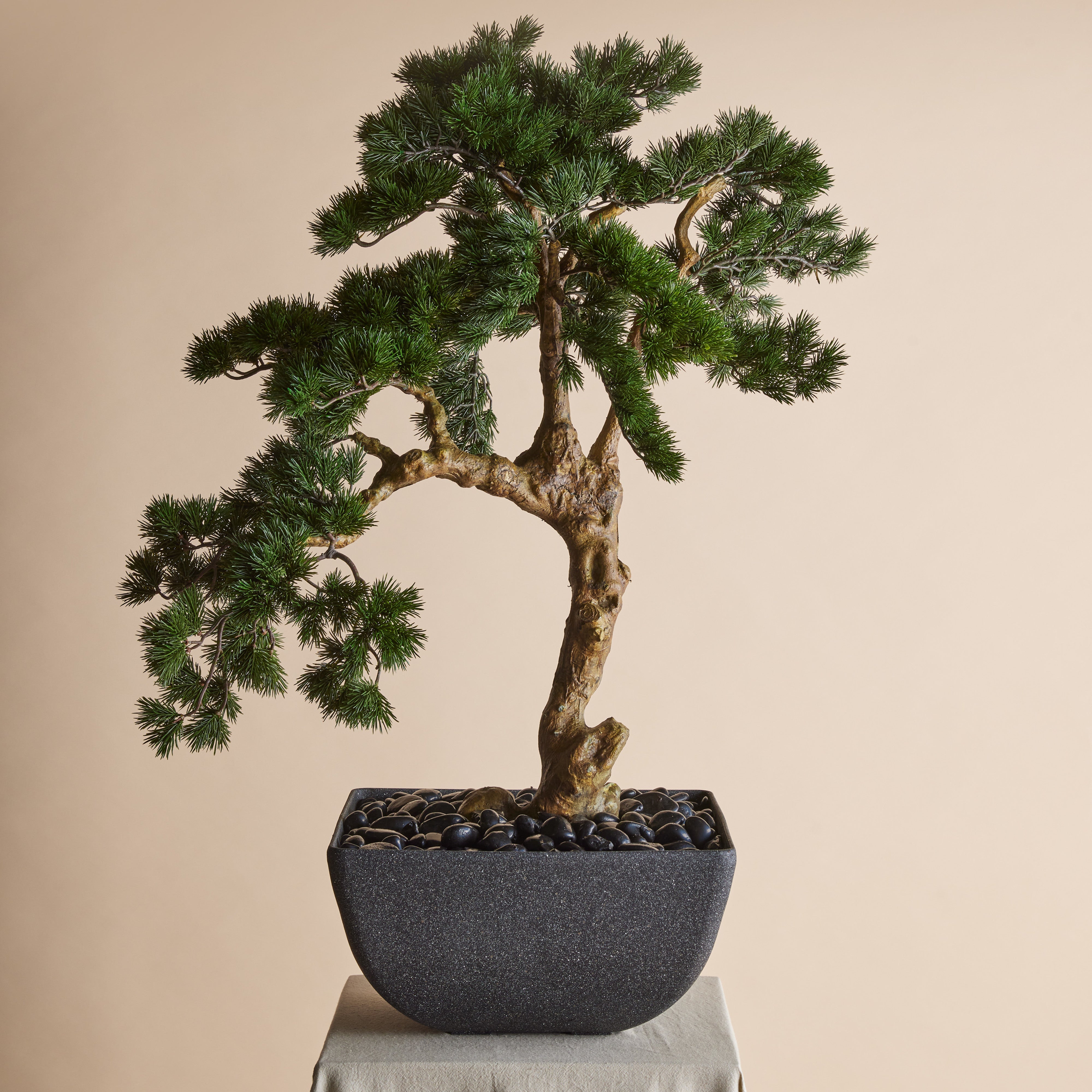 Rogue Pine Bonsai - Oslo Pot