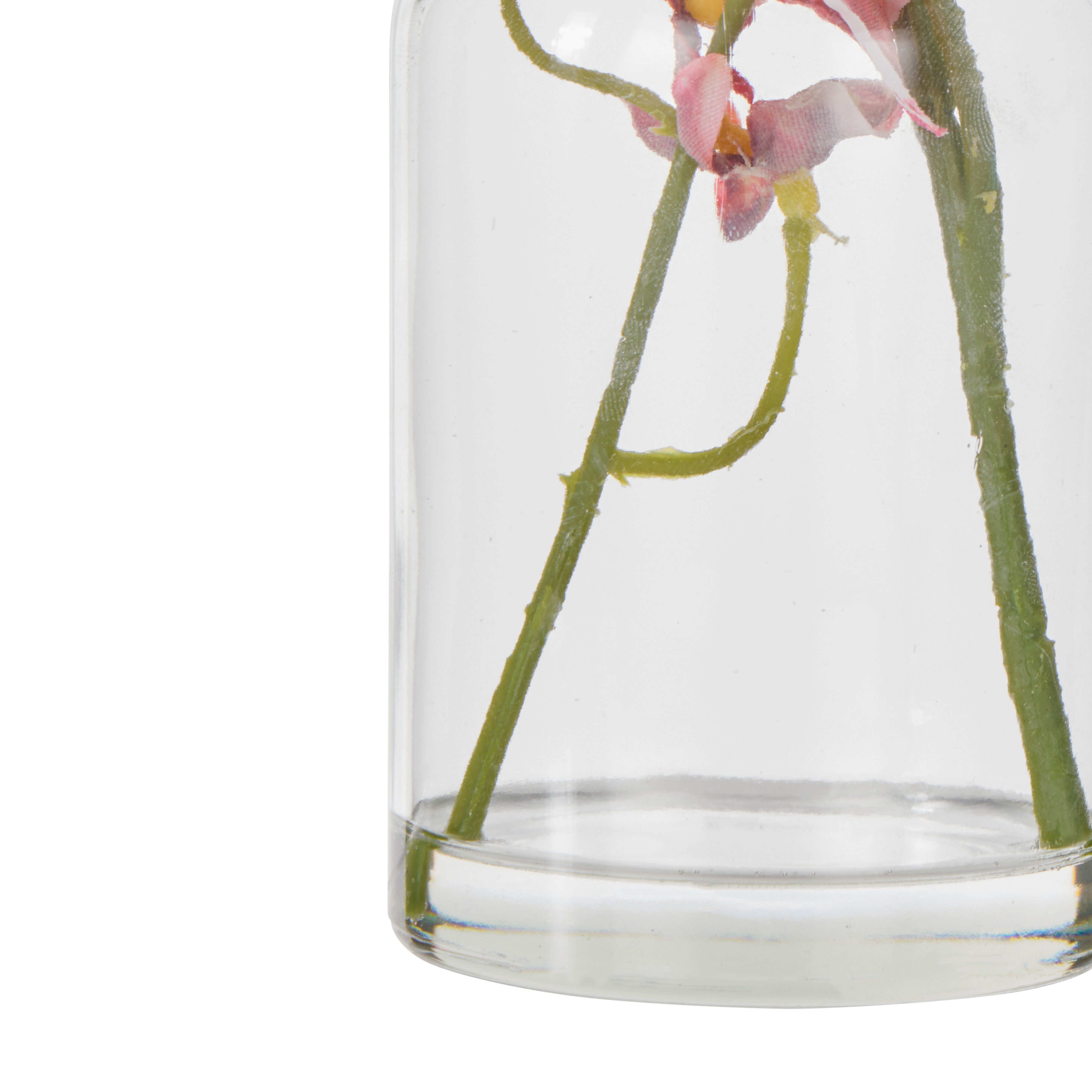 Rogue Dancing Orchid - Specimen Burgundy