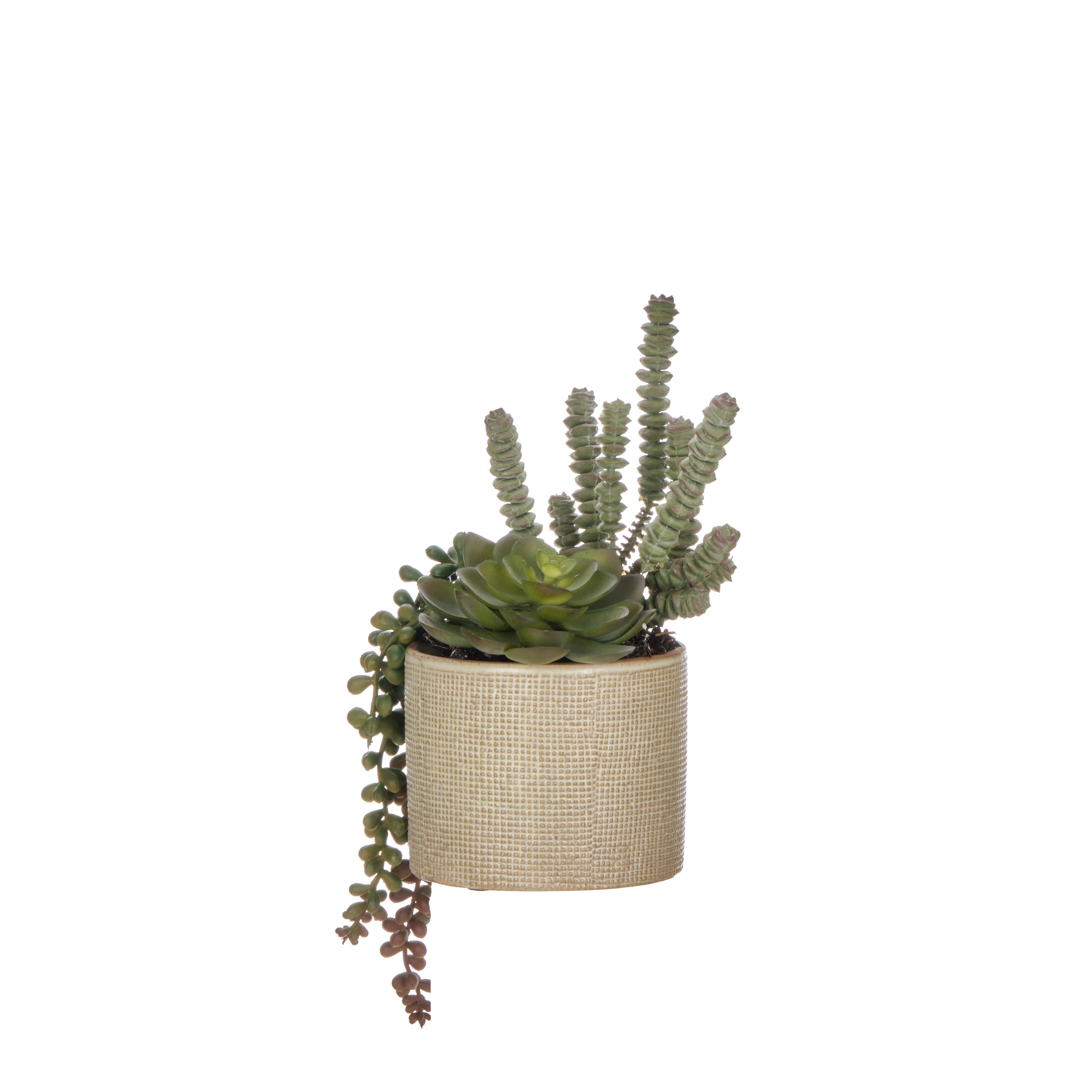 Rogue Succulent Garden - Reims Green & Burgundy 22cm