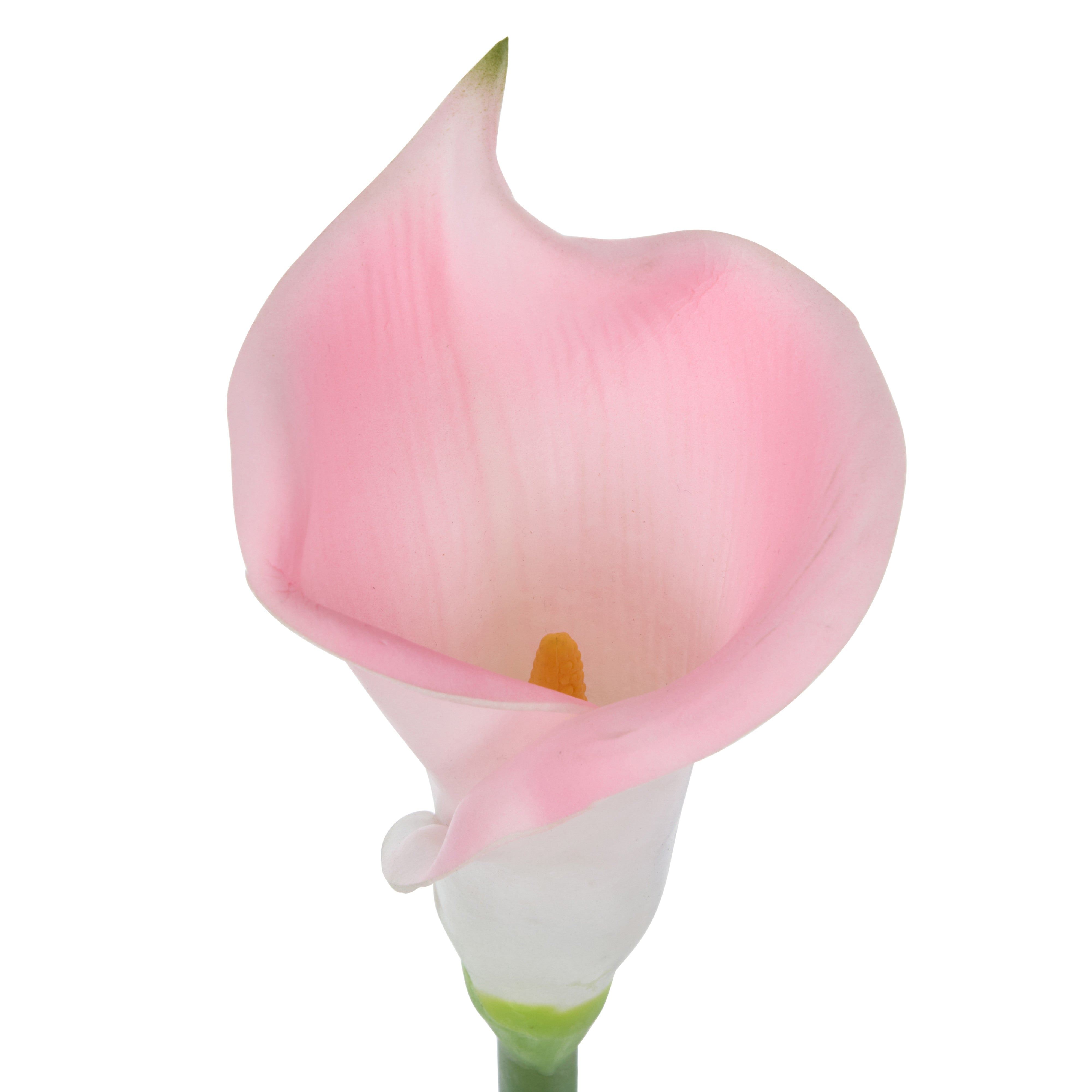 Rogue Calla Lily Stem