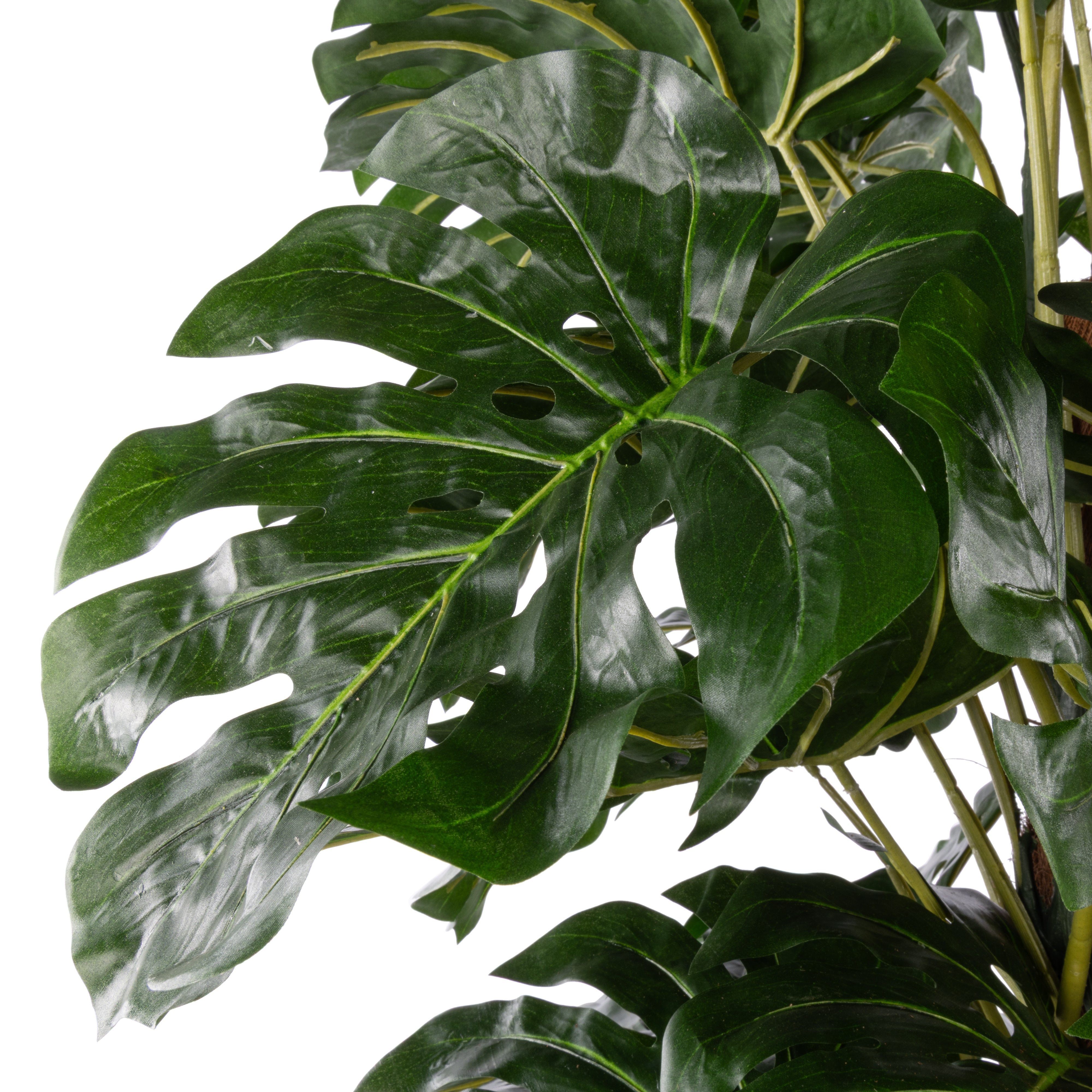 Rogue Monstera UV - Garden Pot 180cm