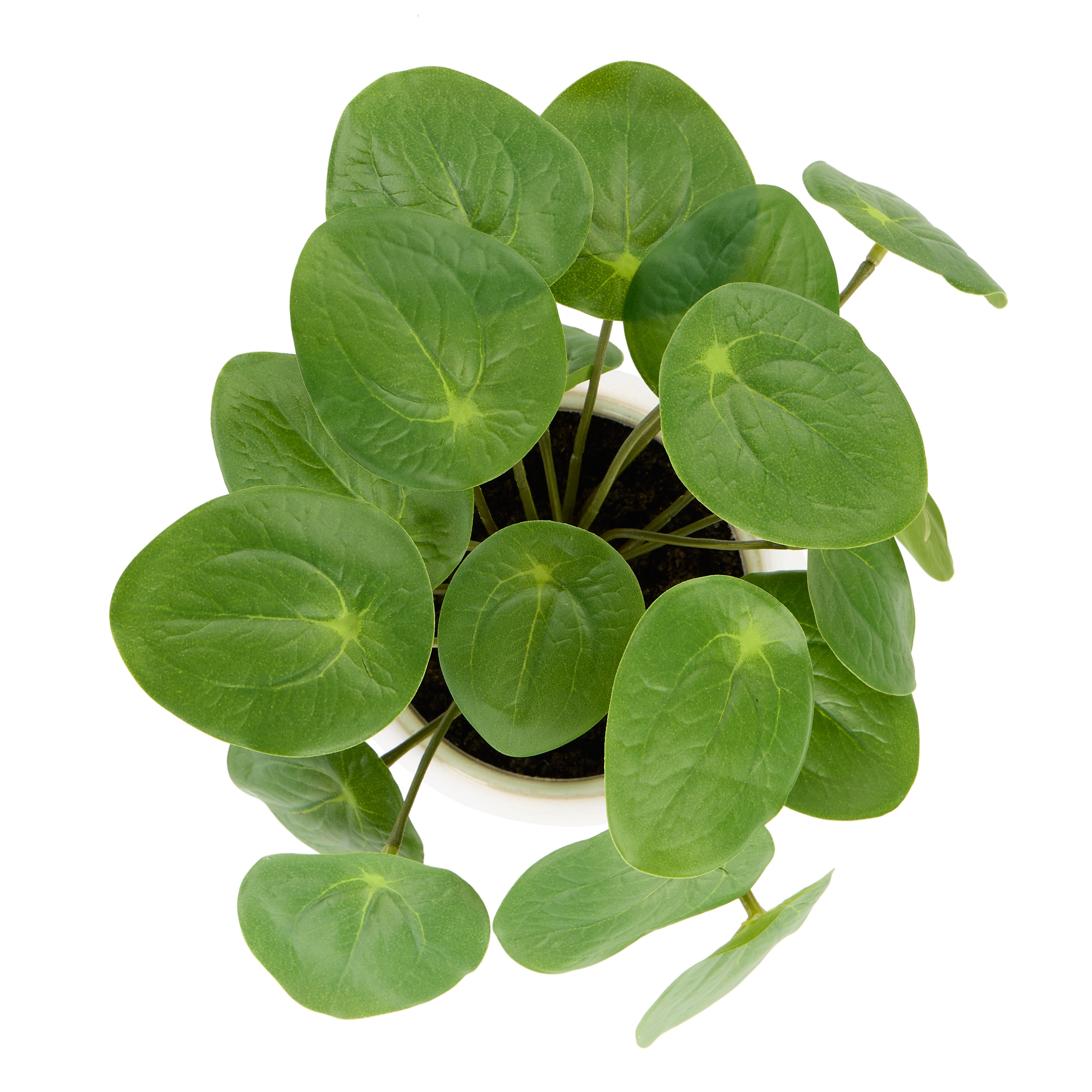 Rogue Pilea Plant - Gianna Pot