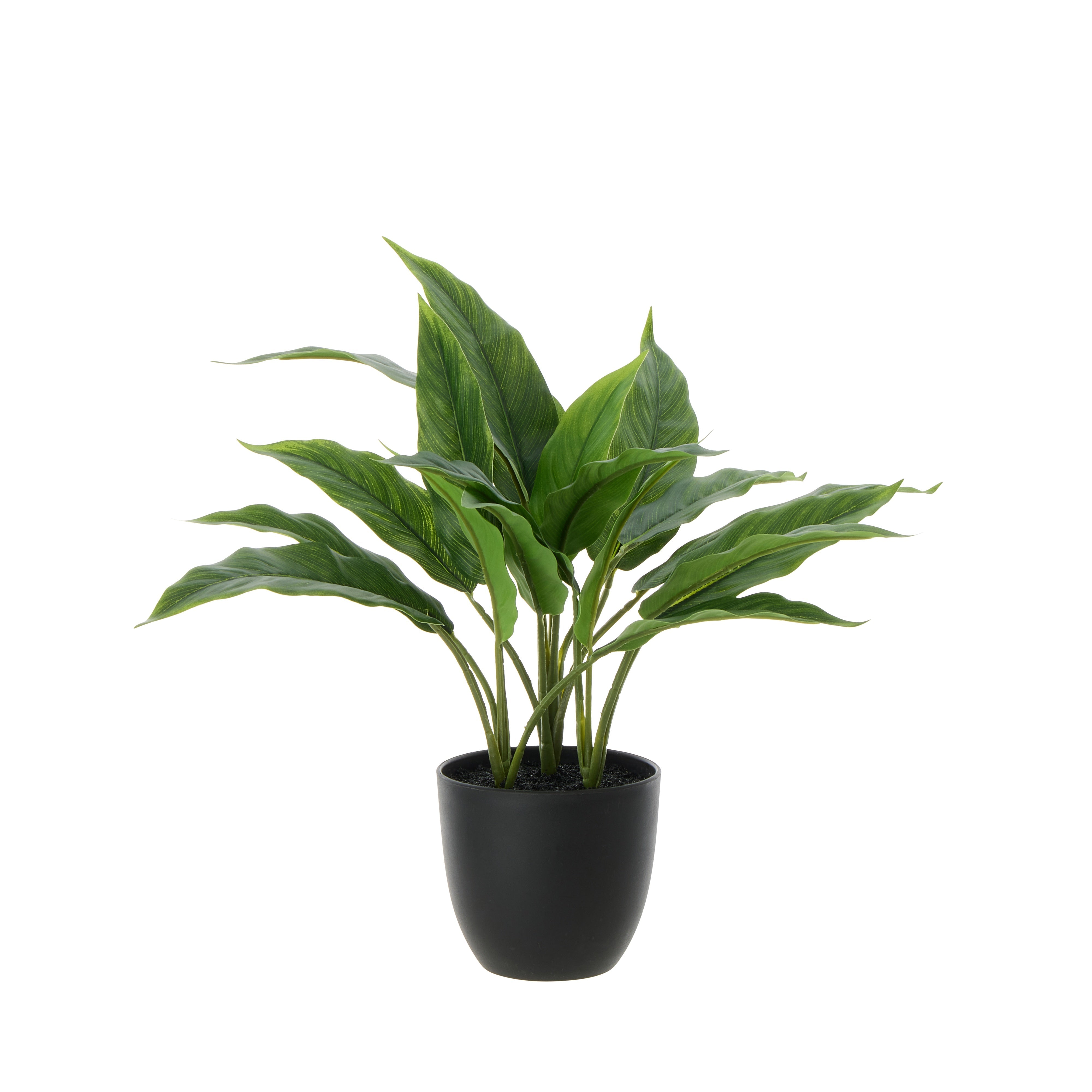 Rogue Sacred Lily Pot 35cm