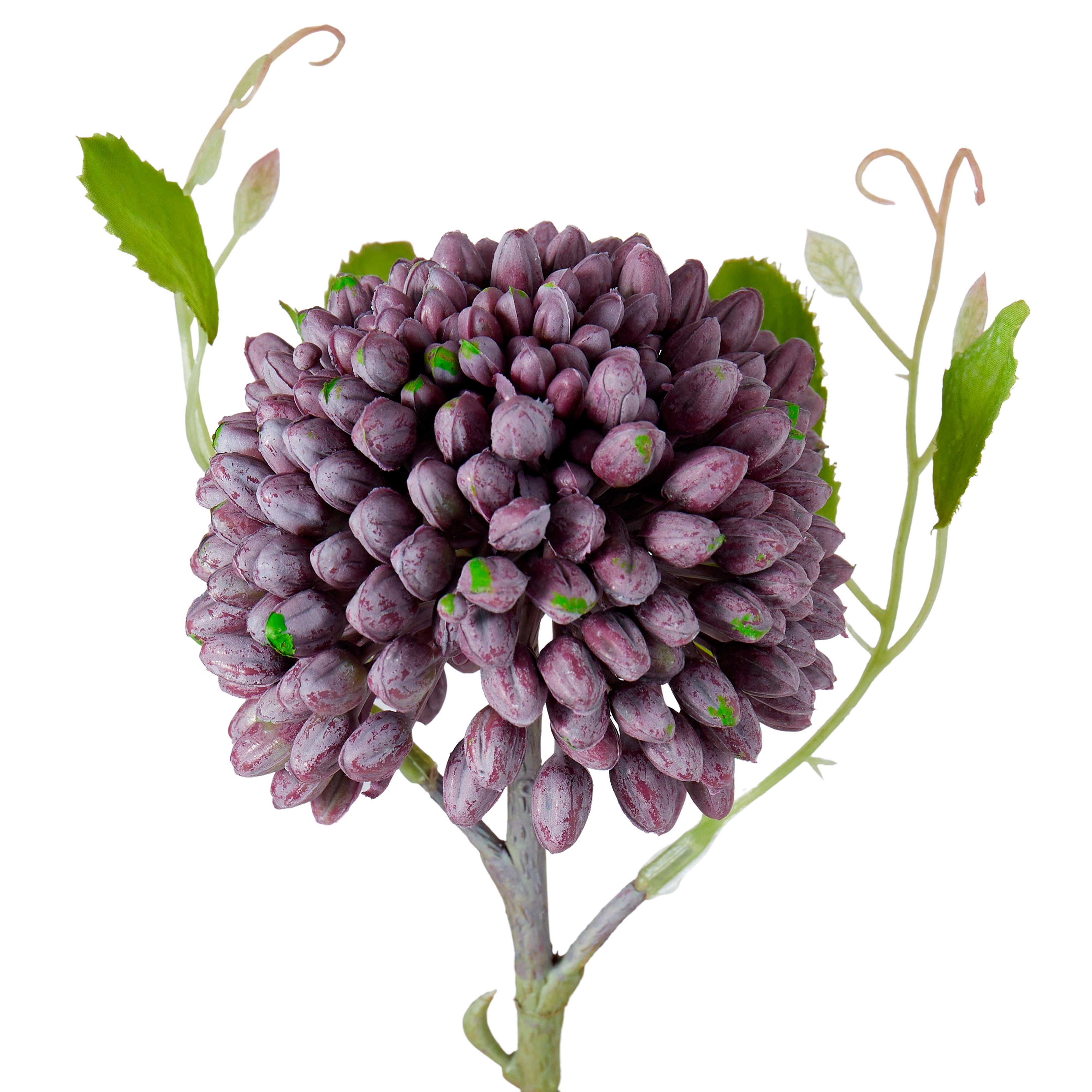 Rogue Sedum Stem