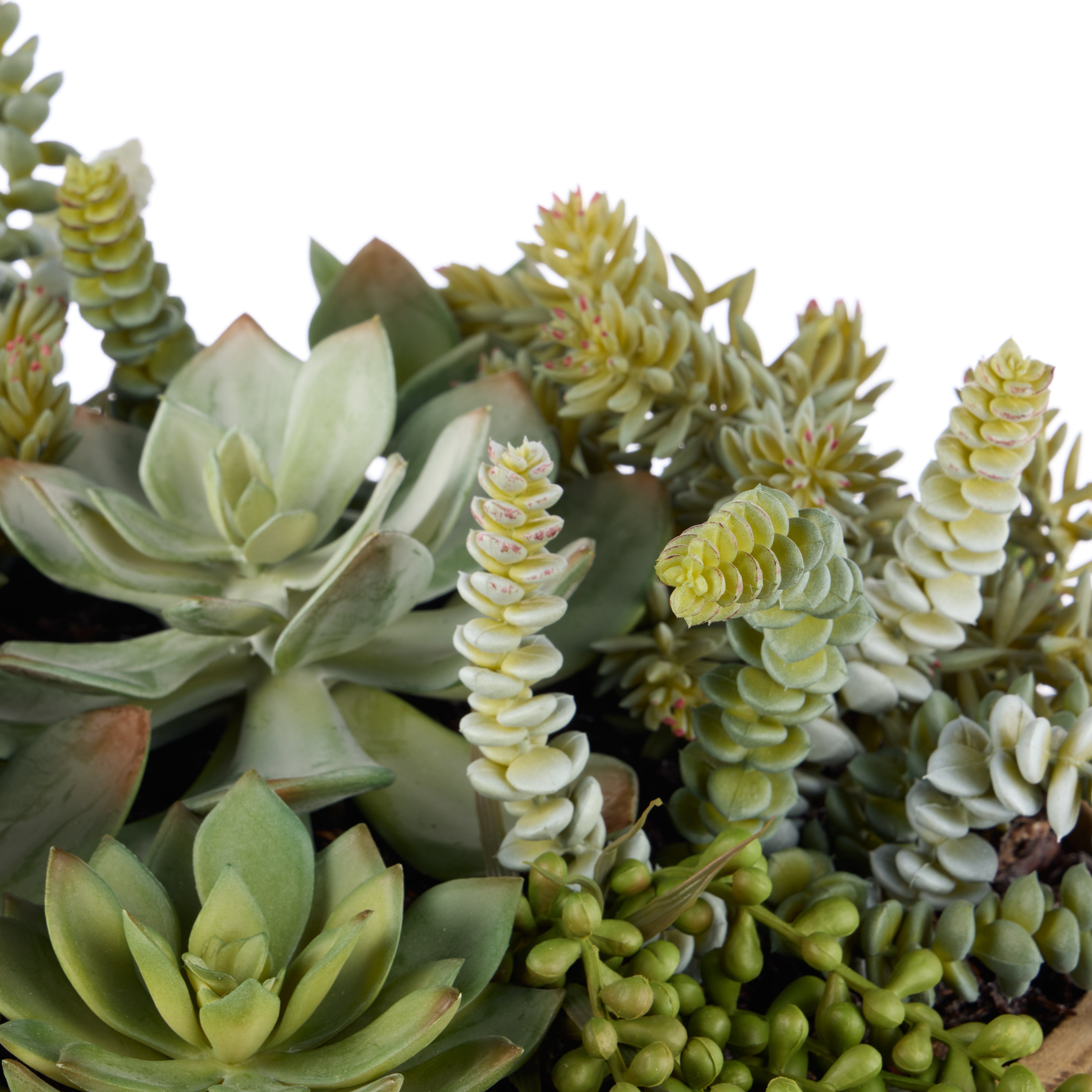 Rogue Succulent Garden - Dansk Bowl