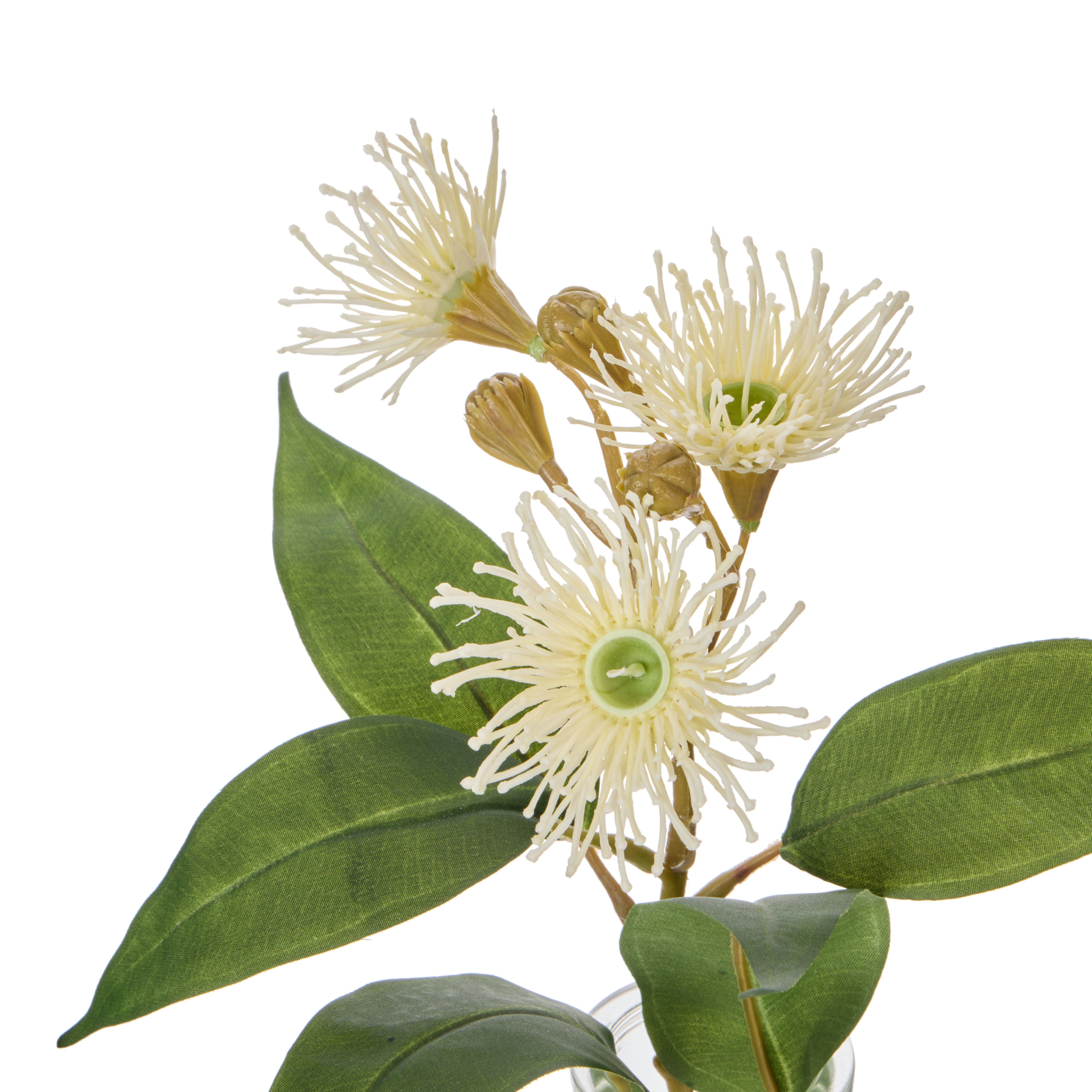 Rogue Flowering Eucalyptus - Specimen White & Green