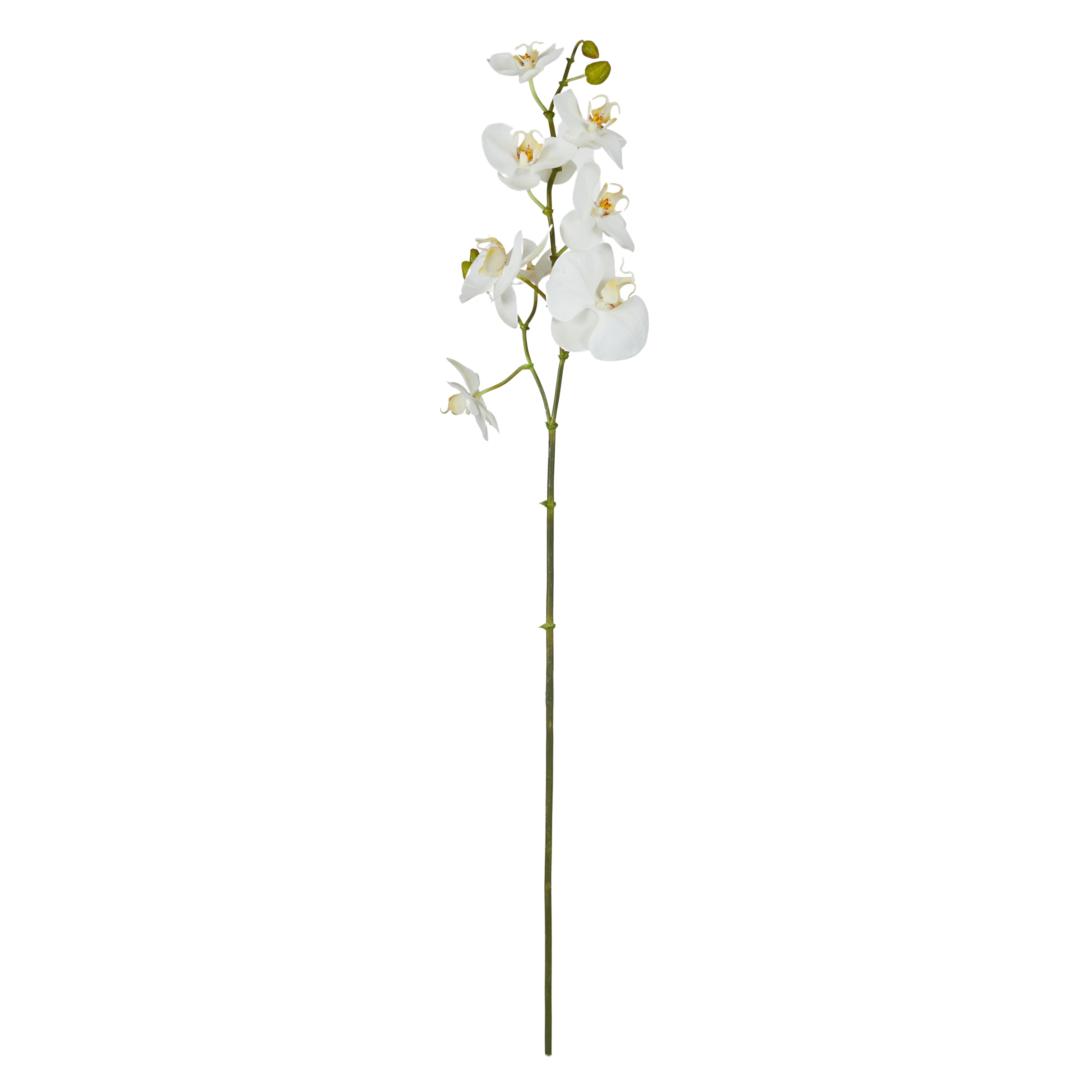 Rogue Phalaenopsis Stem White