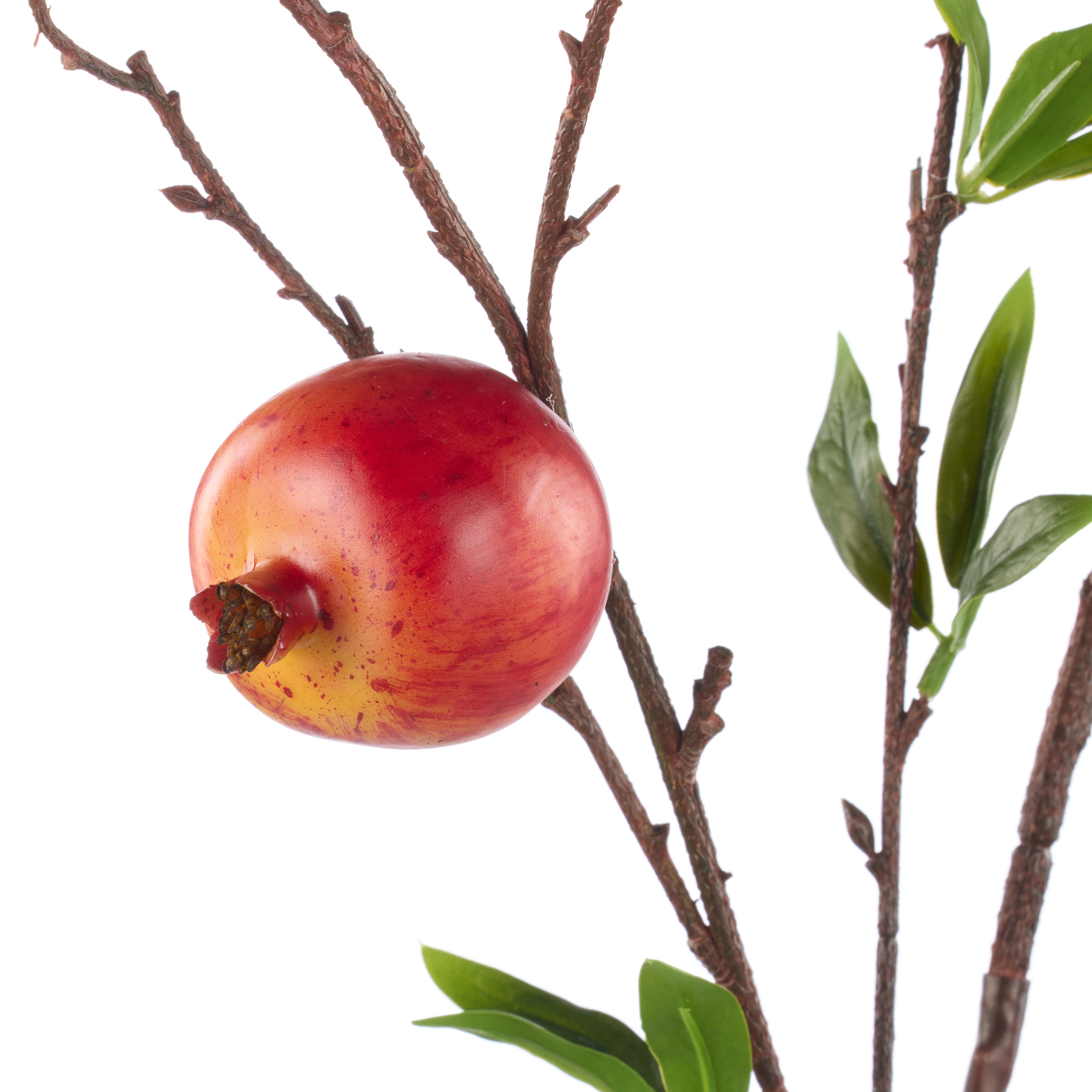 Rogue Weeping Pomegranate