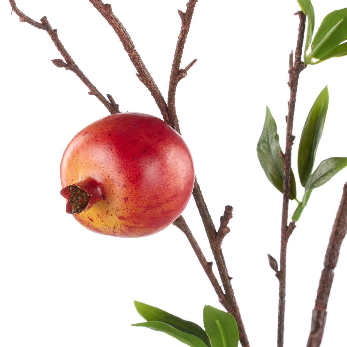 Rogue Weeping Pomegranate
