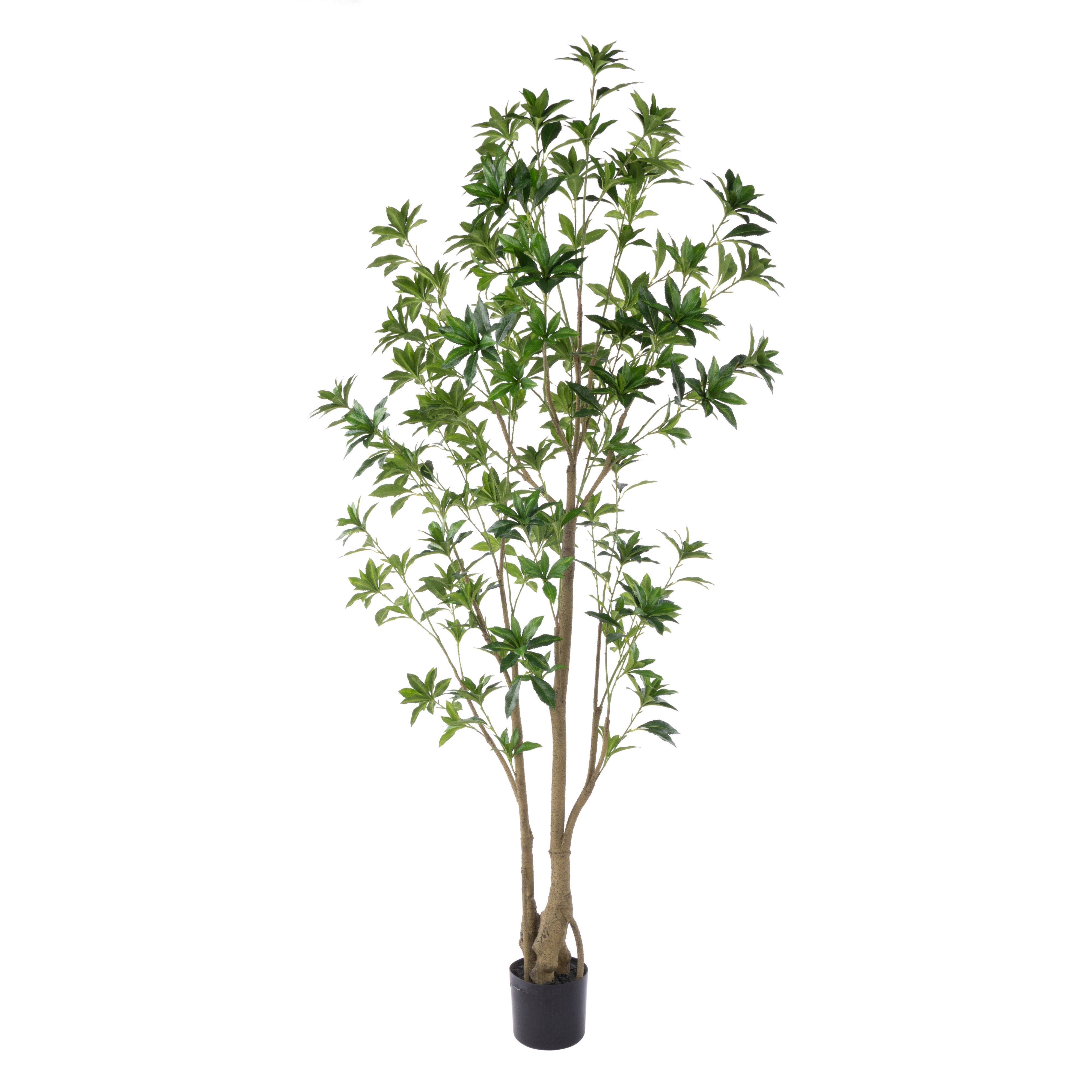 Rogue Japonica Tree UV - Garden Pot 180cm