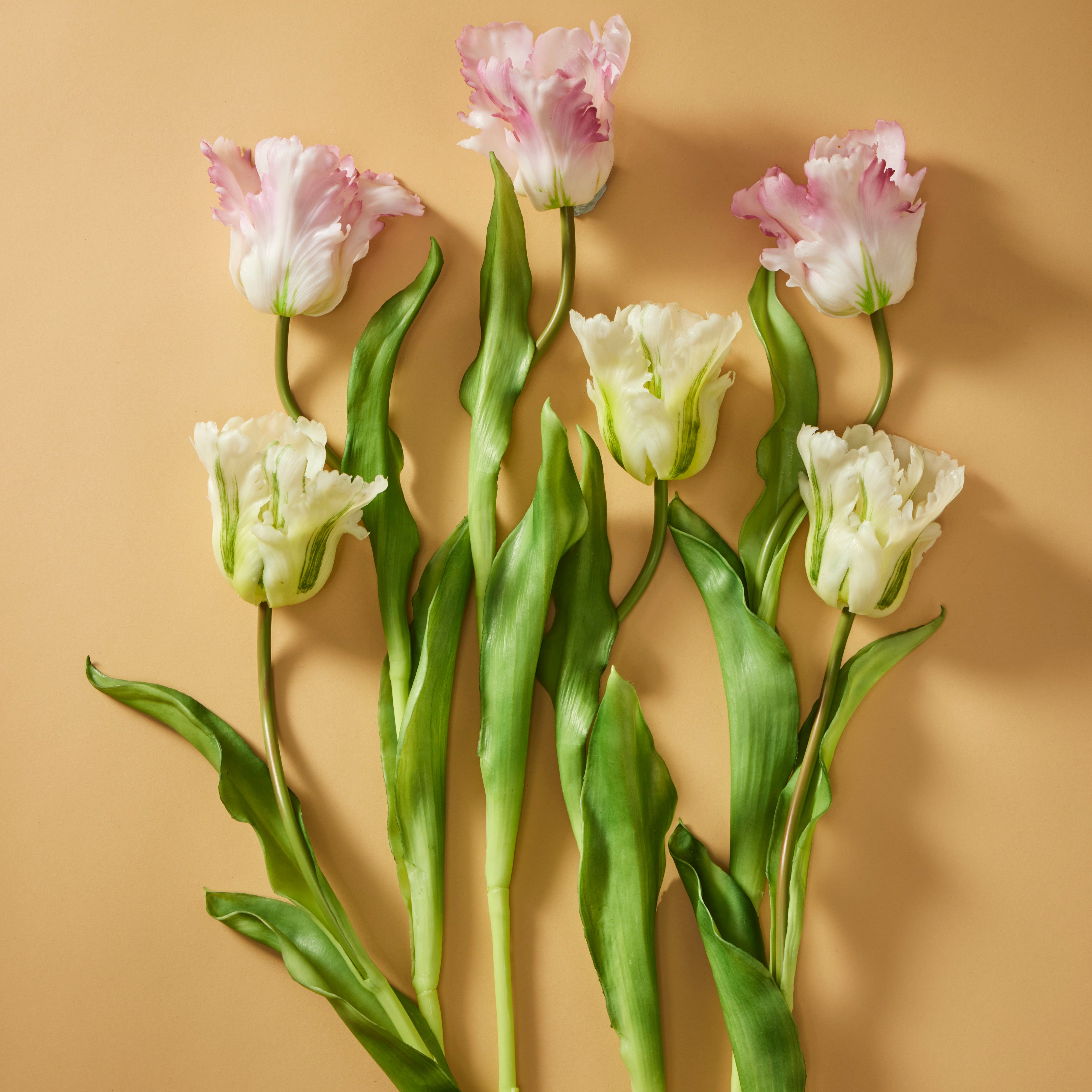 Rogue Parrot Tulip Stem Pink