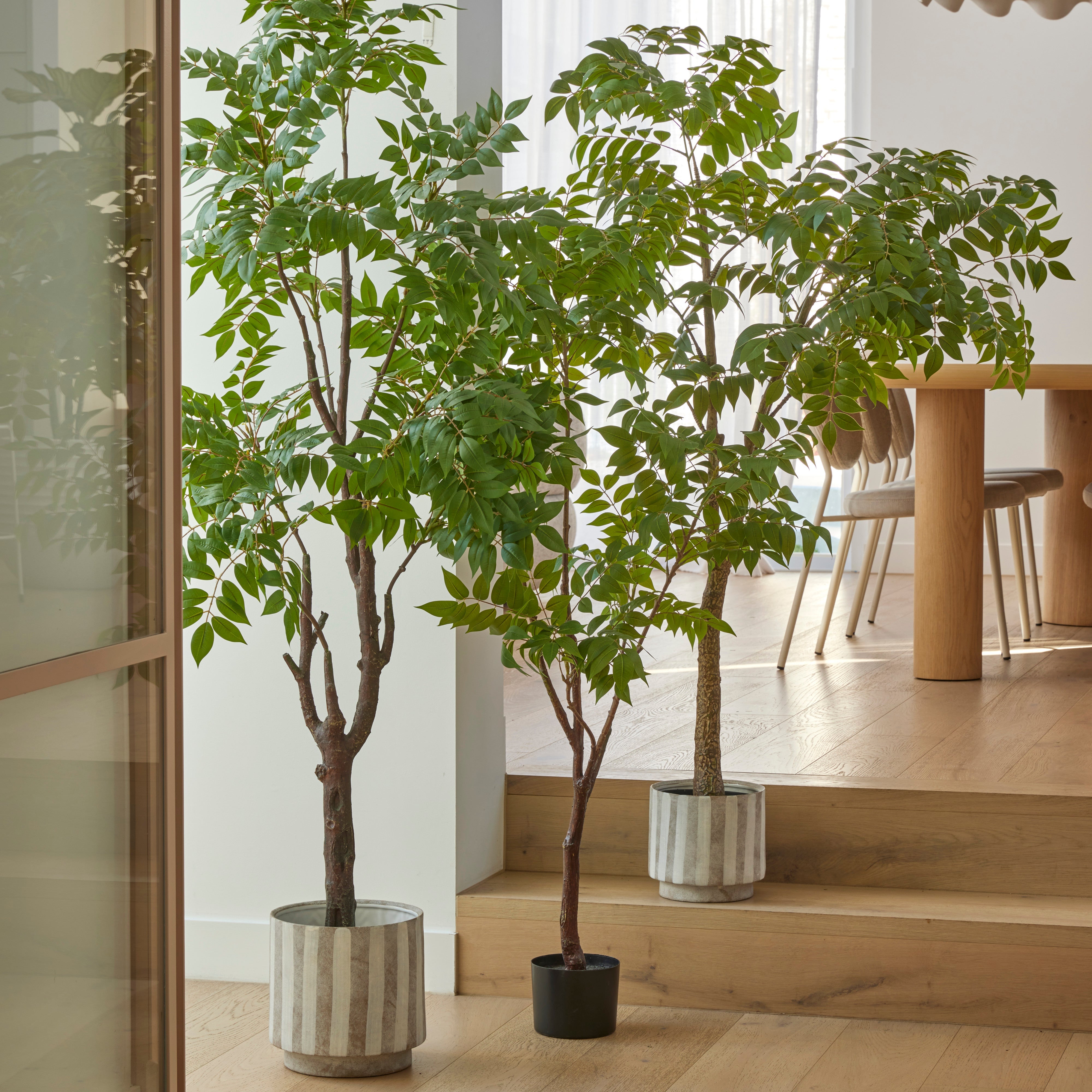 Rogue Wisteria Tree - Garden Pot 180cm