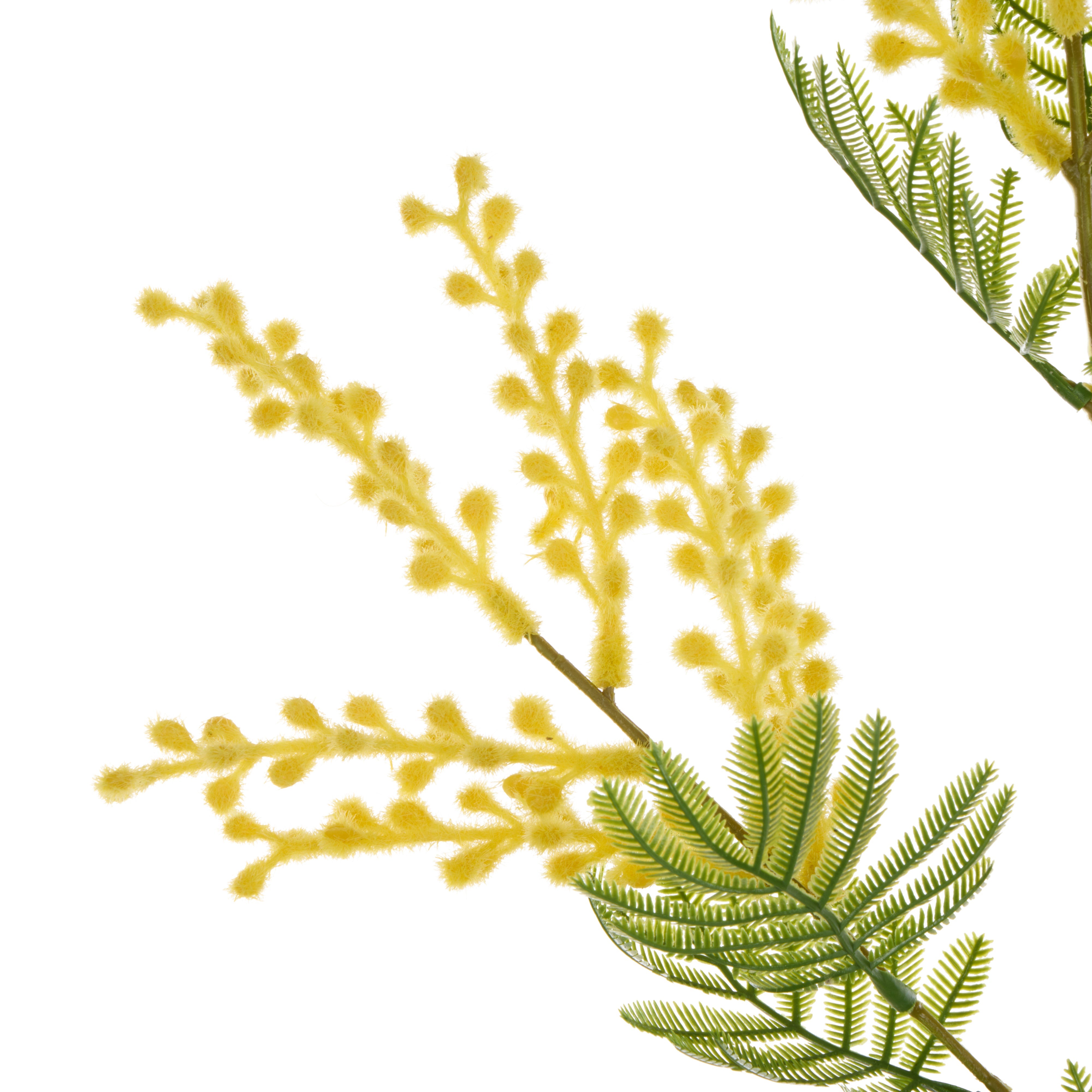 Rogue Wattle Spray